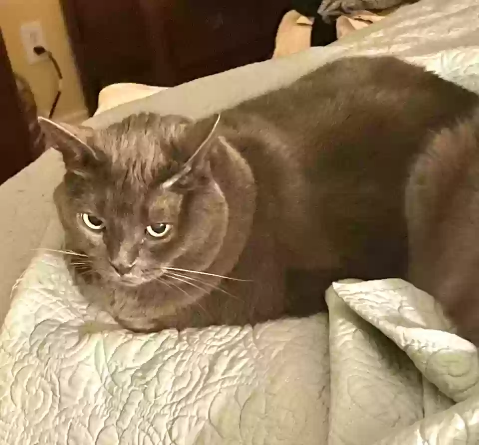 Lost cat in Denton, TX, 76210