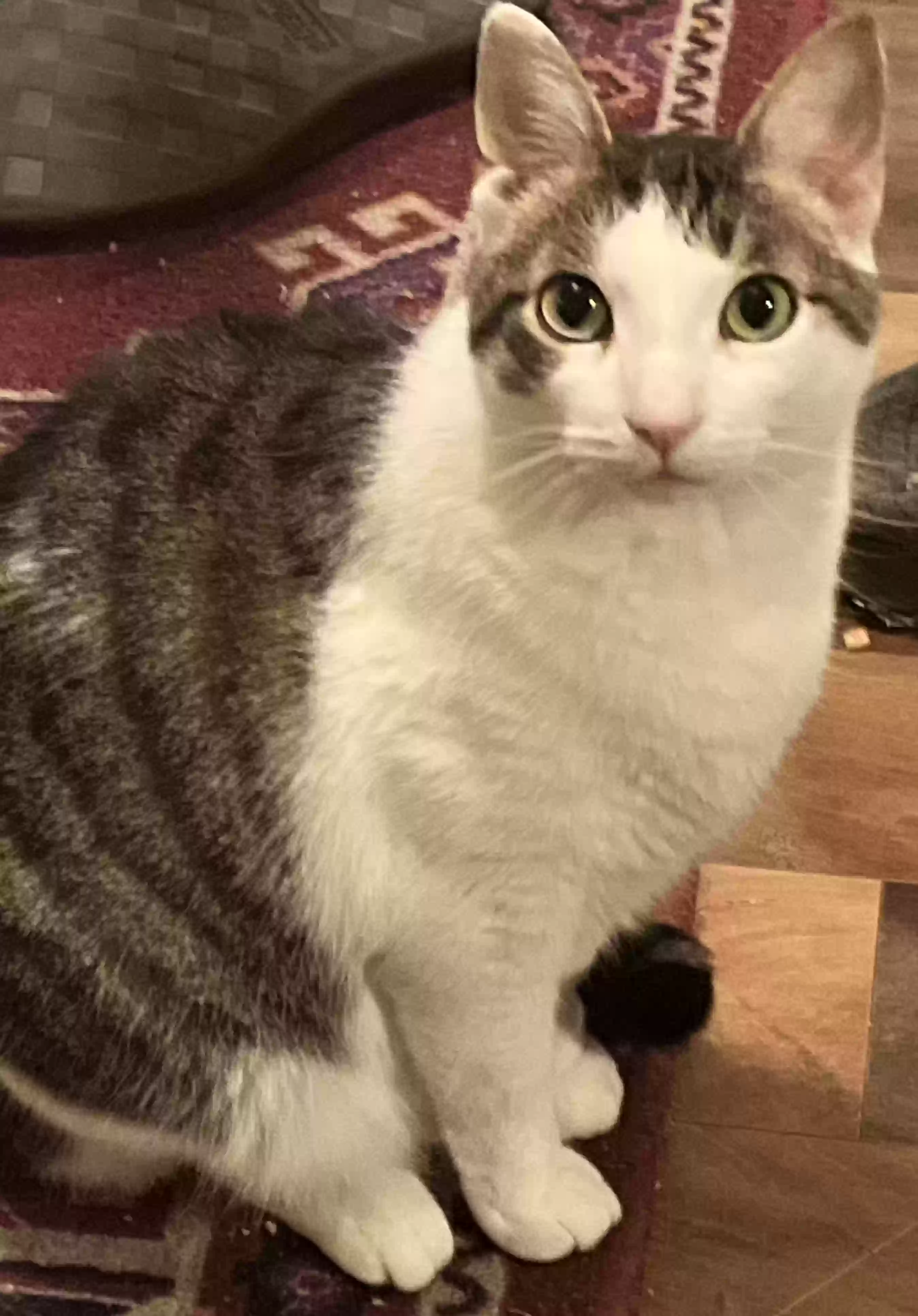 Lost cat in Warren, MI, 48088