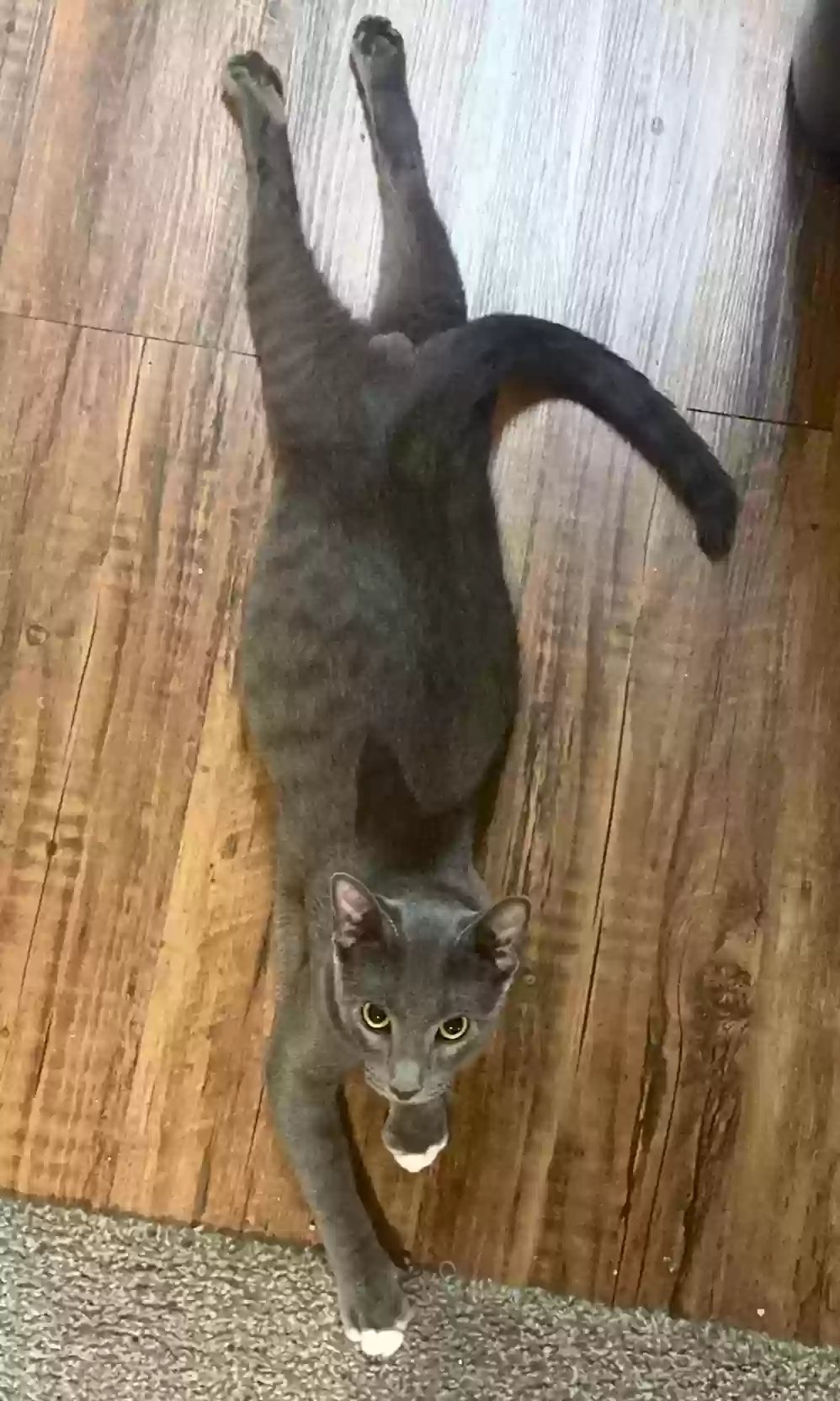 Lost cat in Houston, TX, 77069