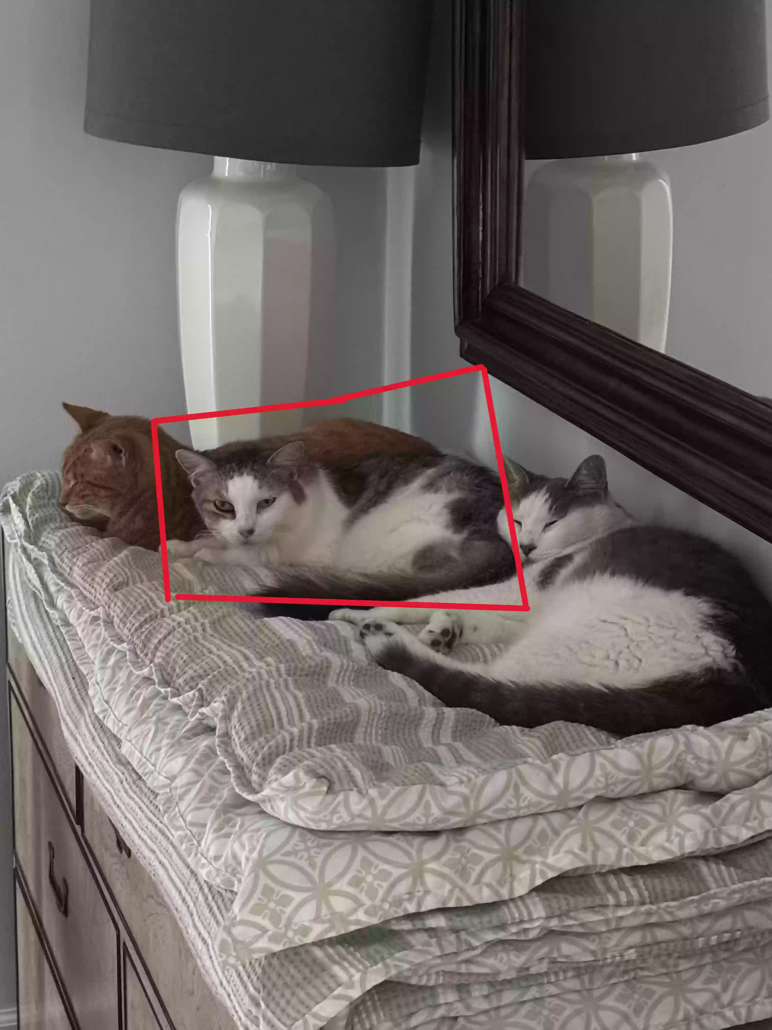Lost cat in Boynton Beach, FL, 33435