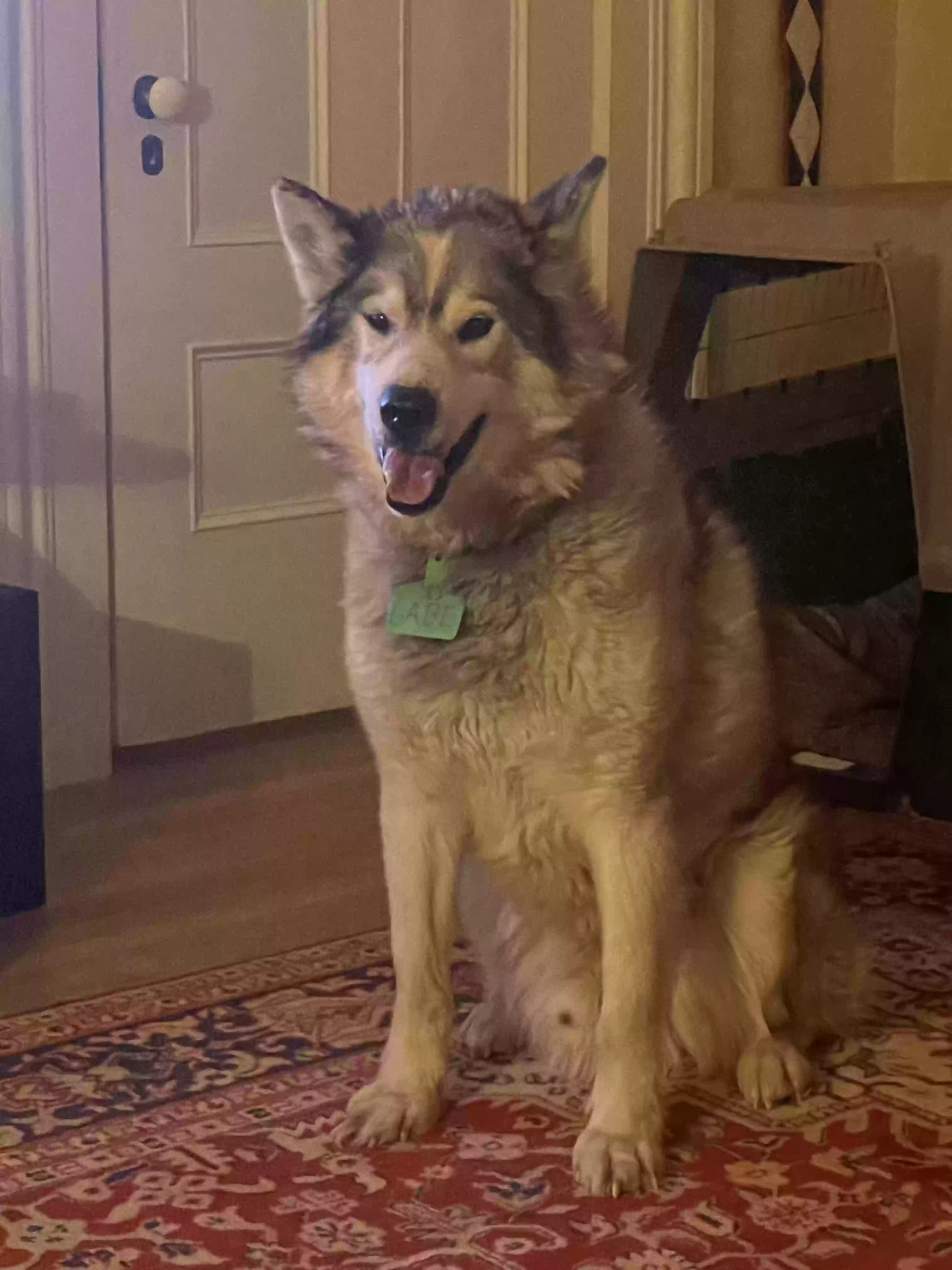 Lost dog in Mount Vernon, IA, 52314