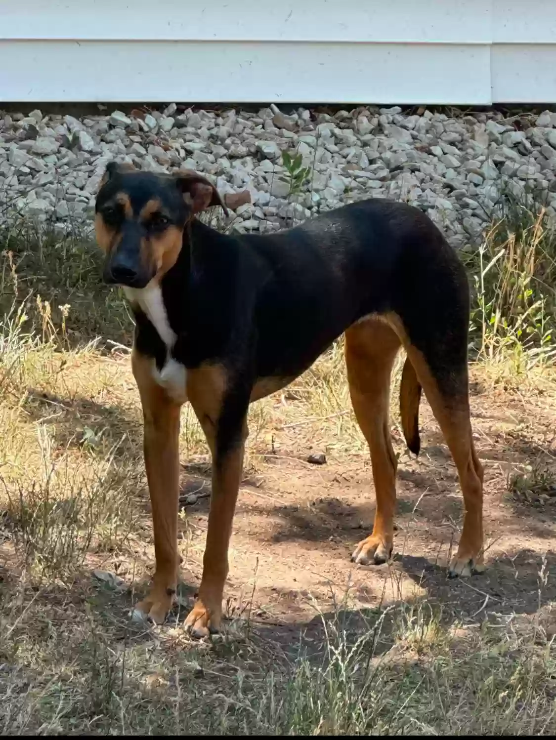 Lost dog in Aurora, CO, 80010