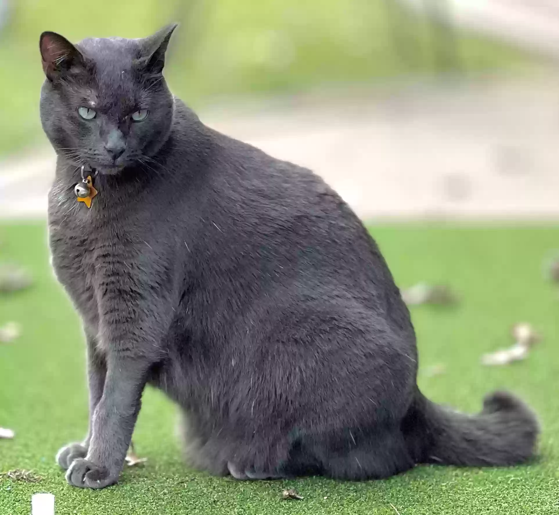 Lost cat in Abilene, TX, 79606