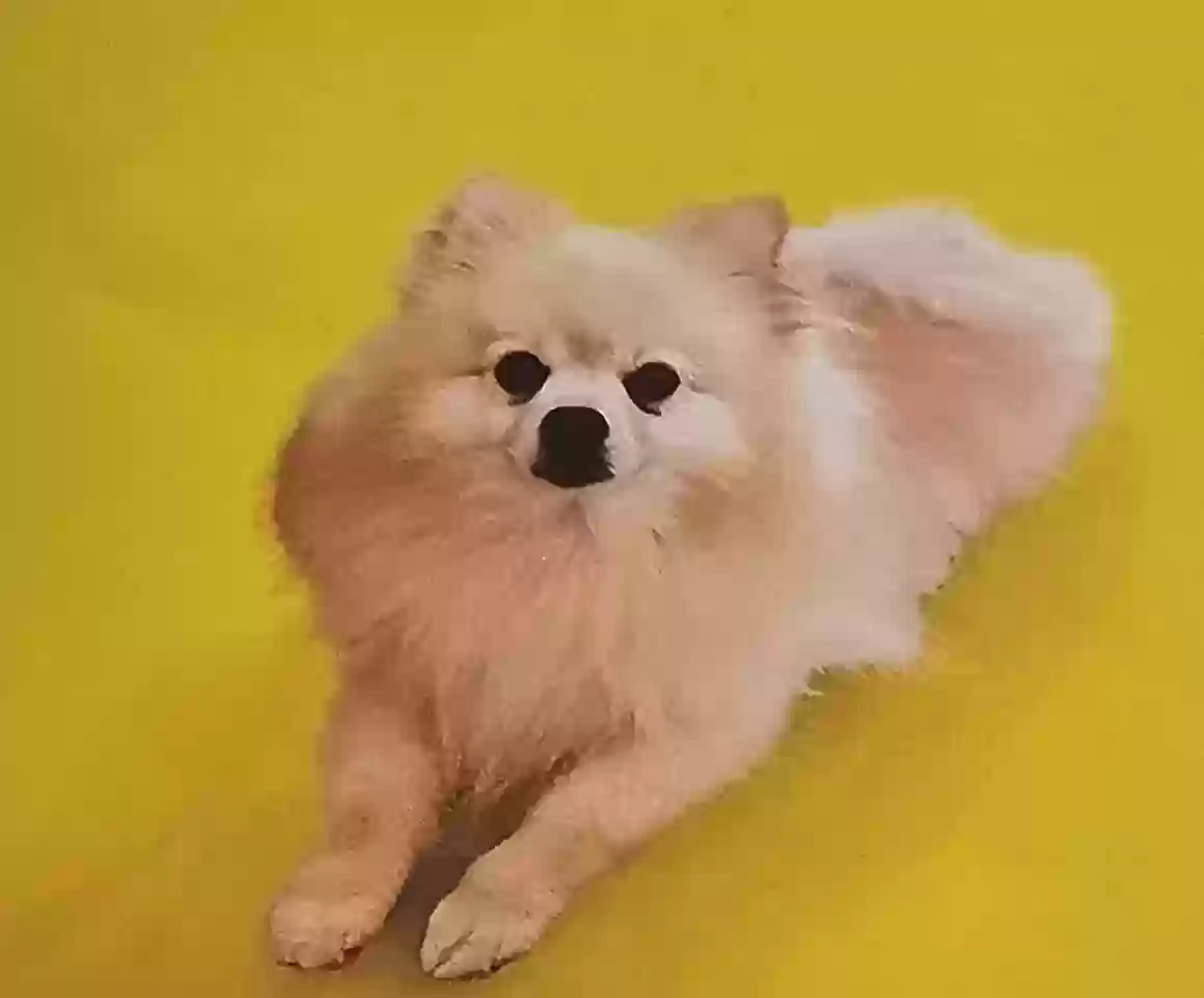 Lost dog in North Canton, OH, 44720