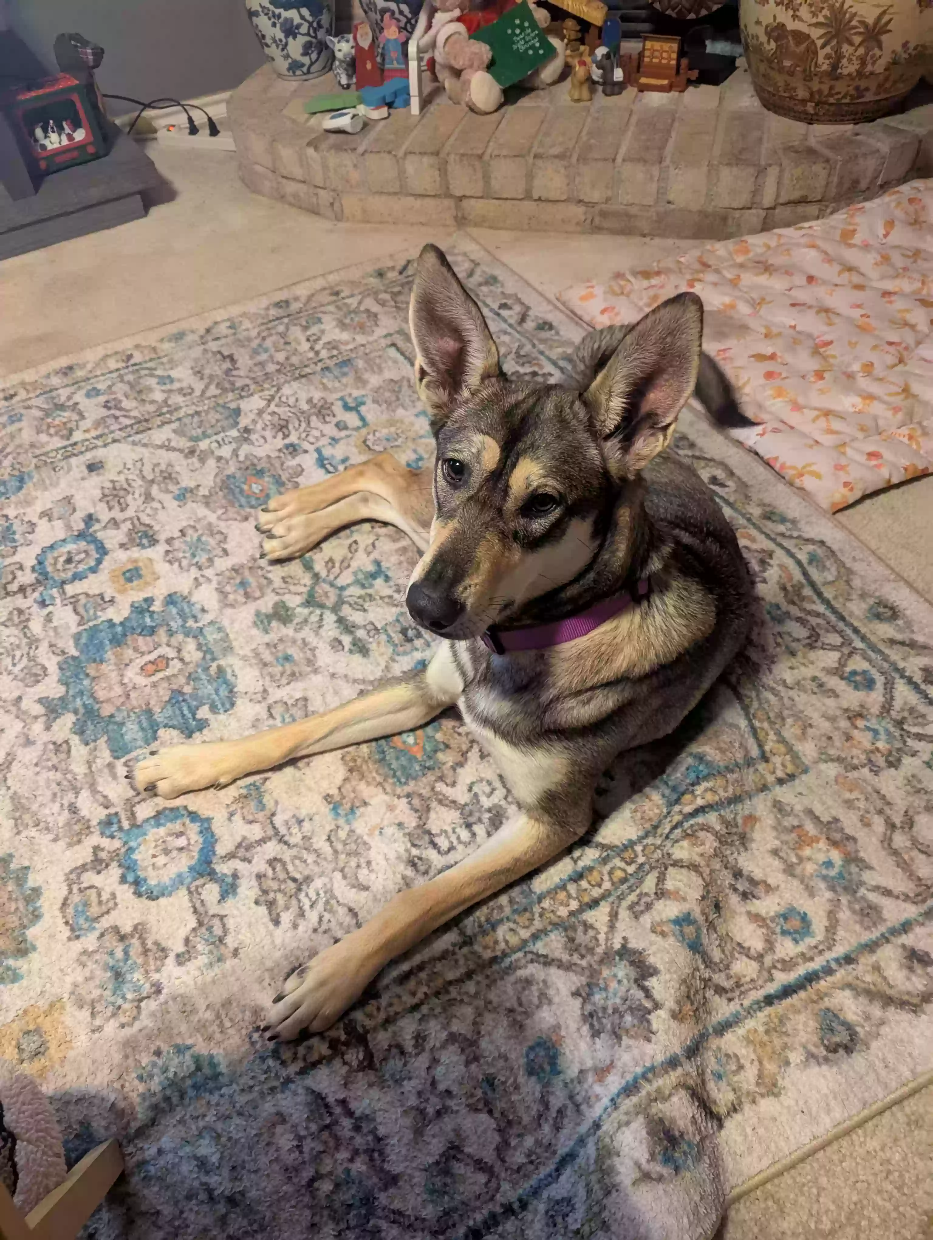 Lost dog in Desoto, TX, 75115