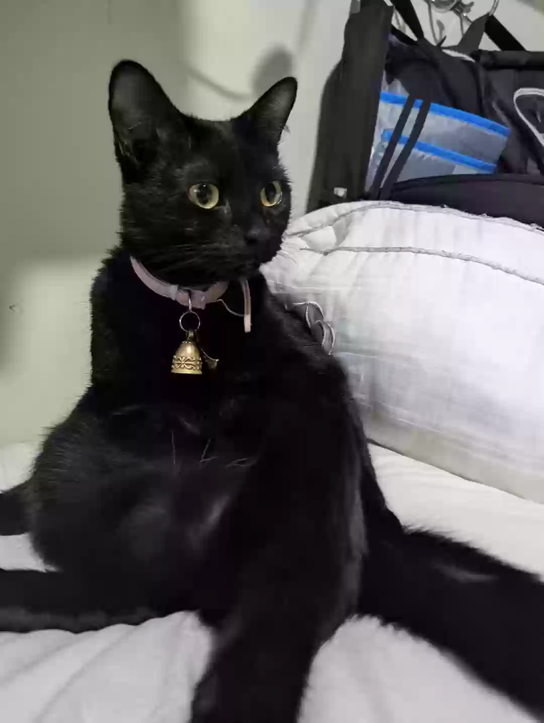 Lost cat in Raleigh, NC, 27603