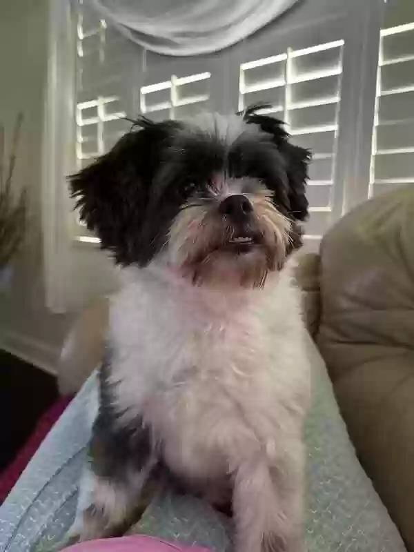 Lost dog in Fort Pierce, FL, 34982