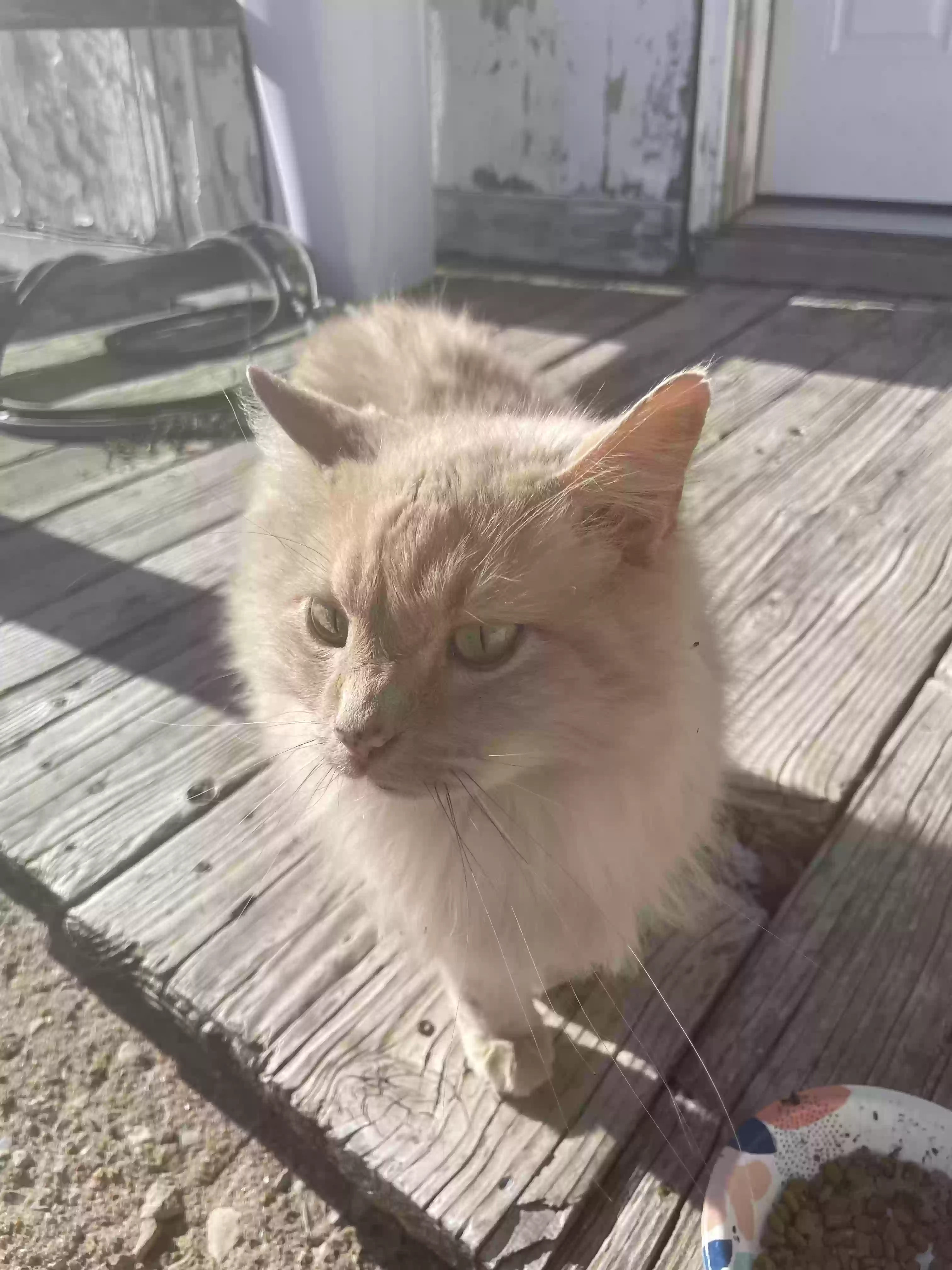 Found cat in Salina, KS, 67401