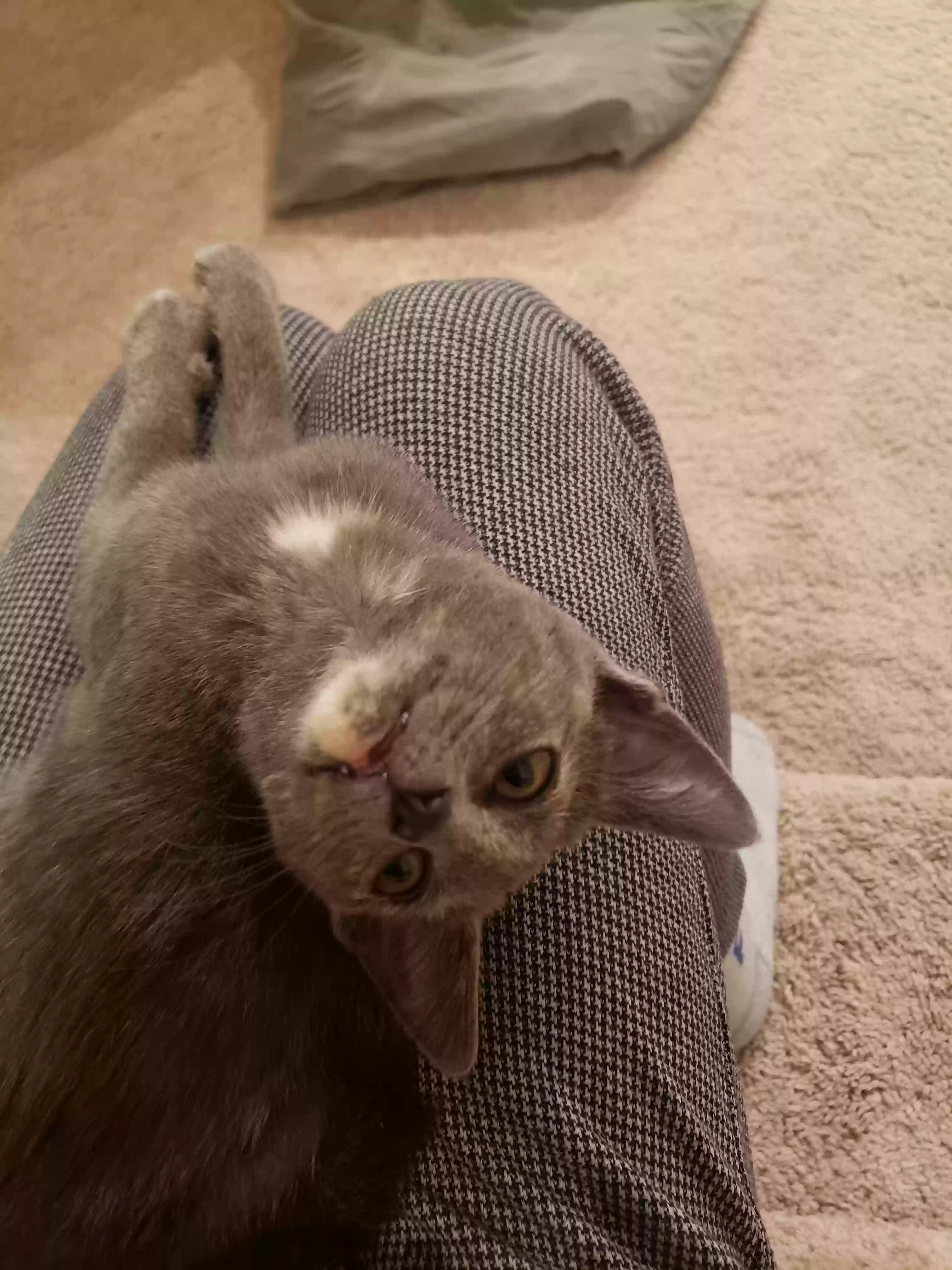 Lost cat in Zebulon, NC, 27597