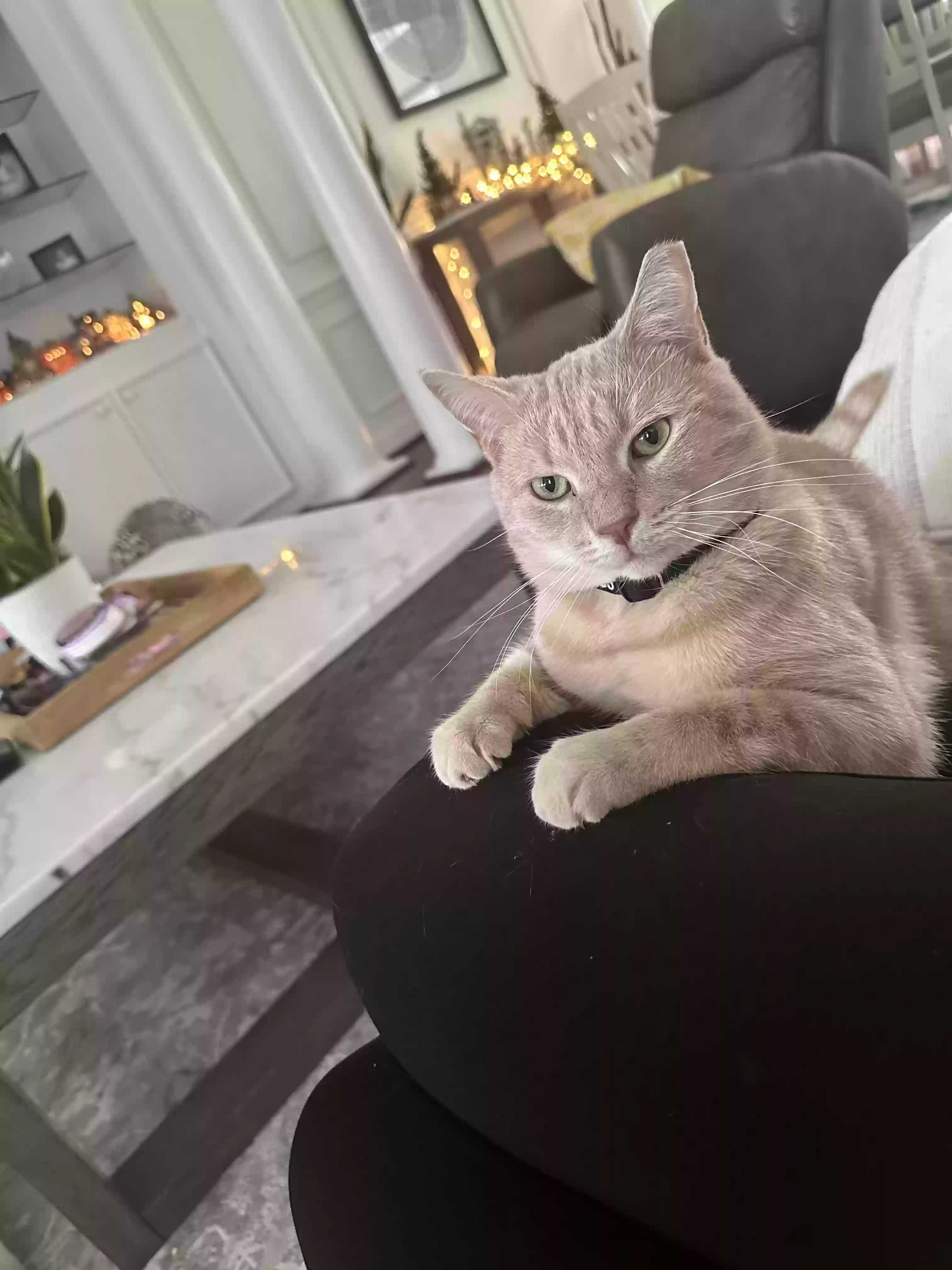 Lost cat in Raleigh, NC, 27613