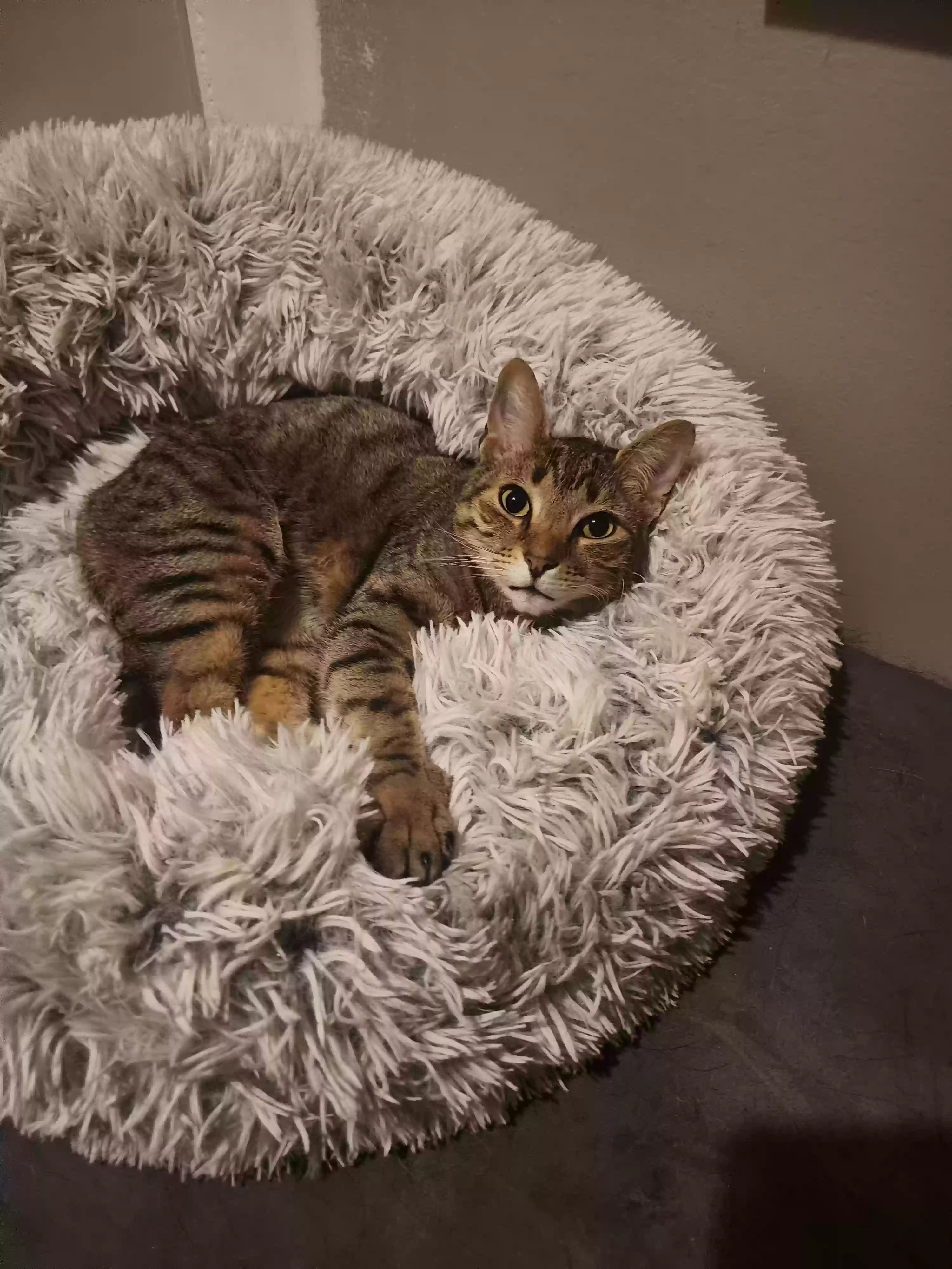 Lost cat in Fredericksburg, VA, 22407