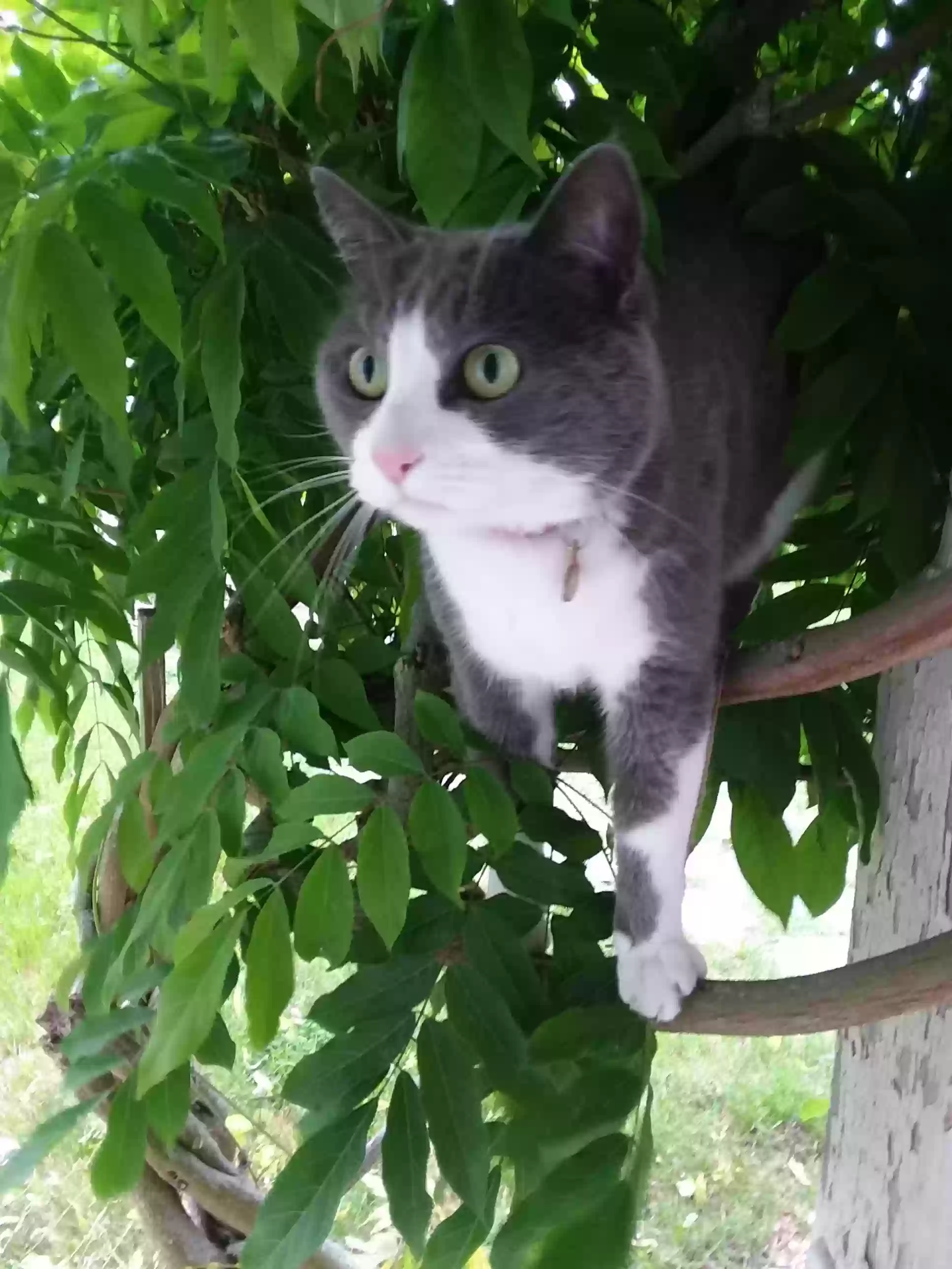 Lost cat in Tacoma, WA, 98446