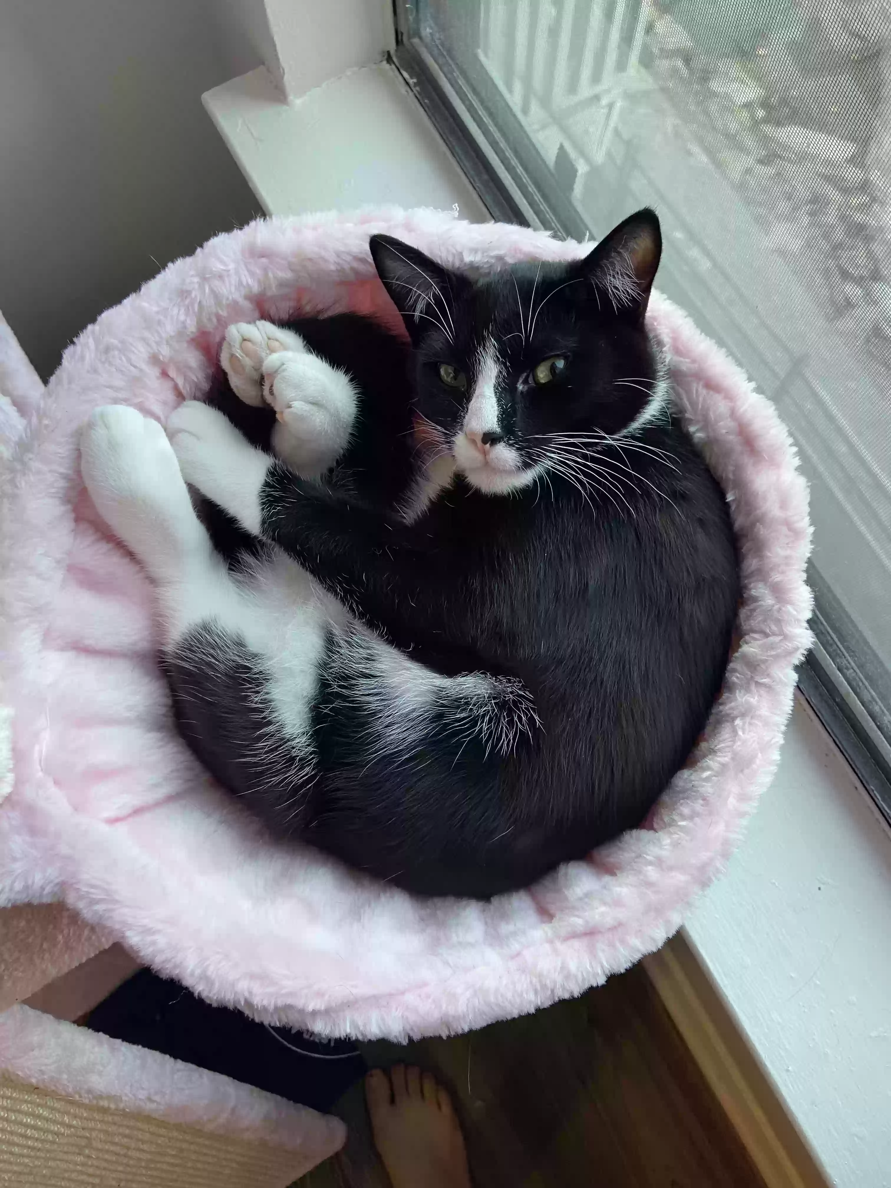Lost cat in Decatur, GA, 30033