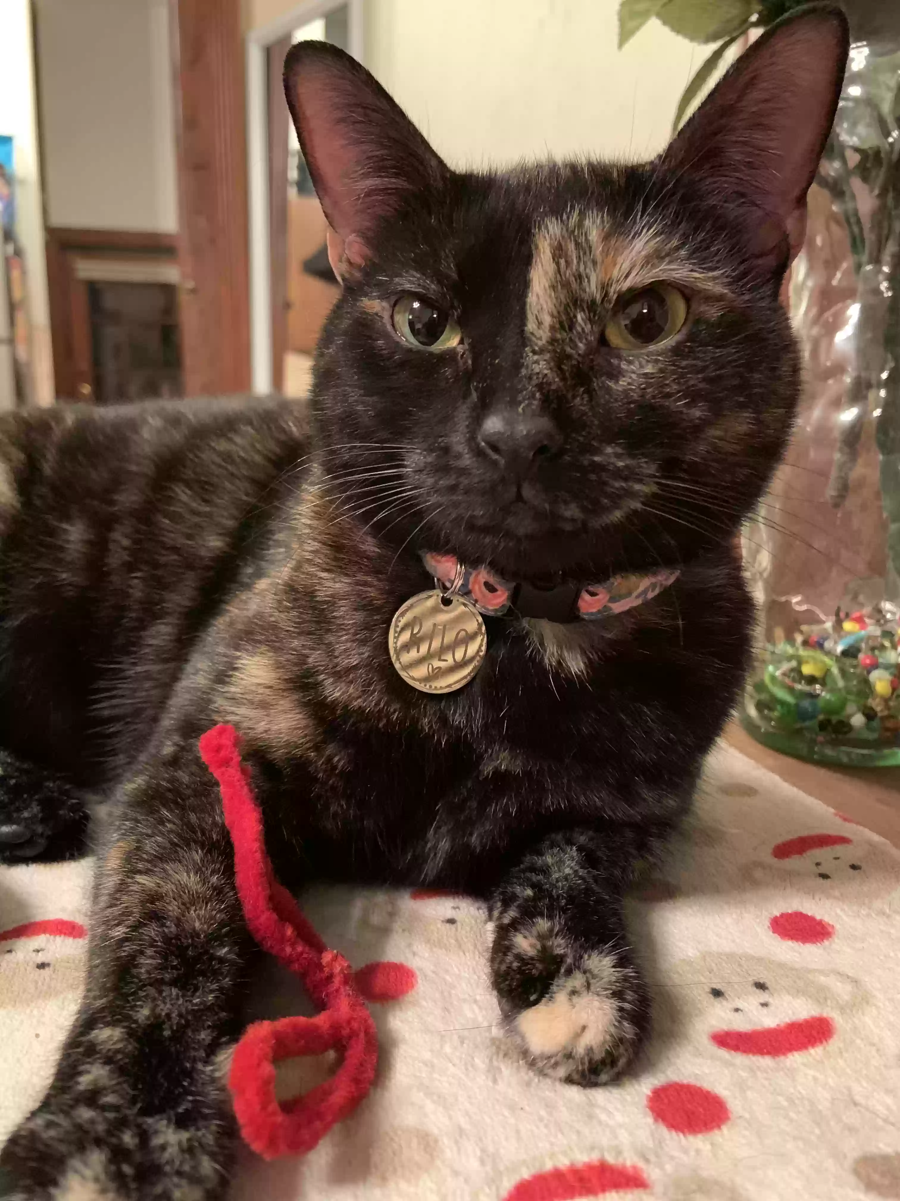 Lost cat in Henrico, VA, 23238