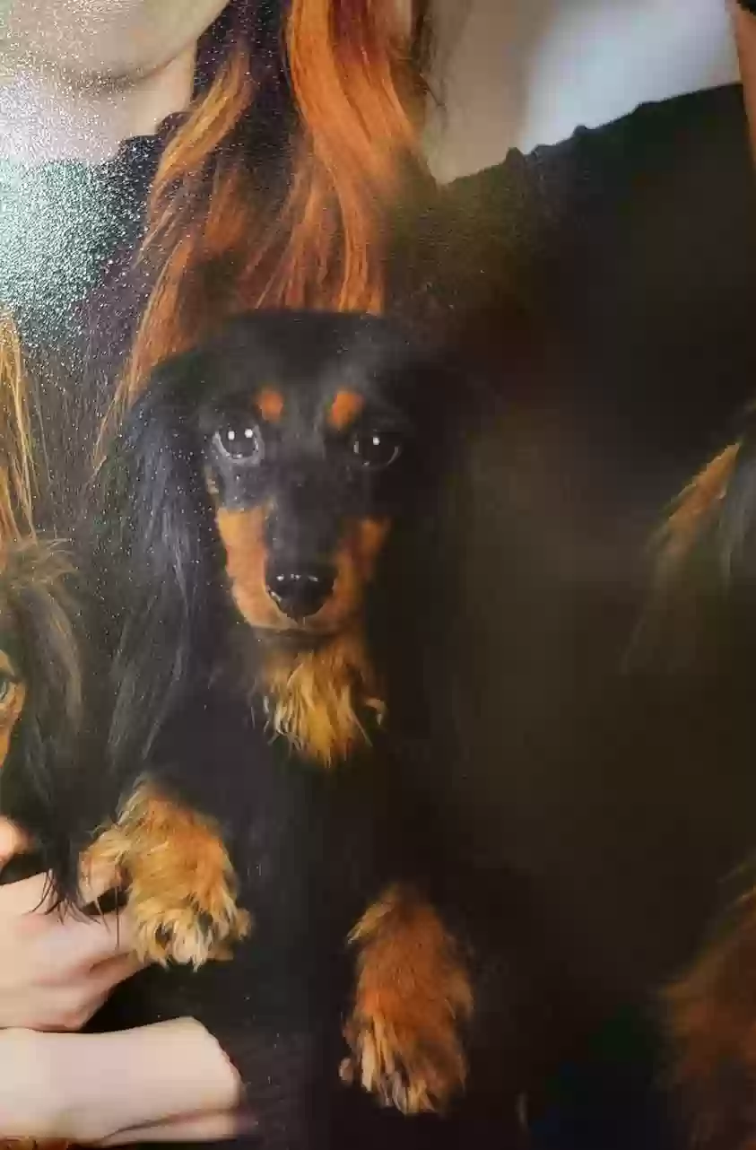 Lost dog in O Fallon, MO, 63368