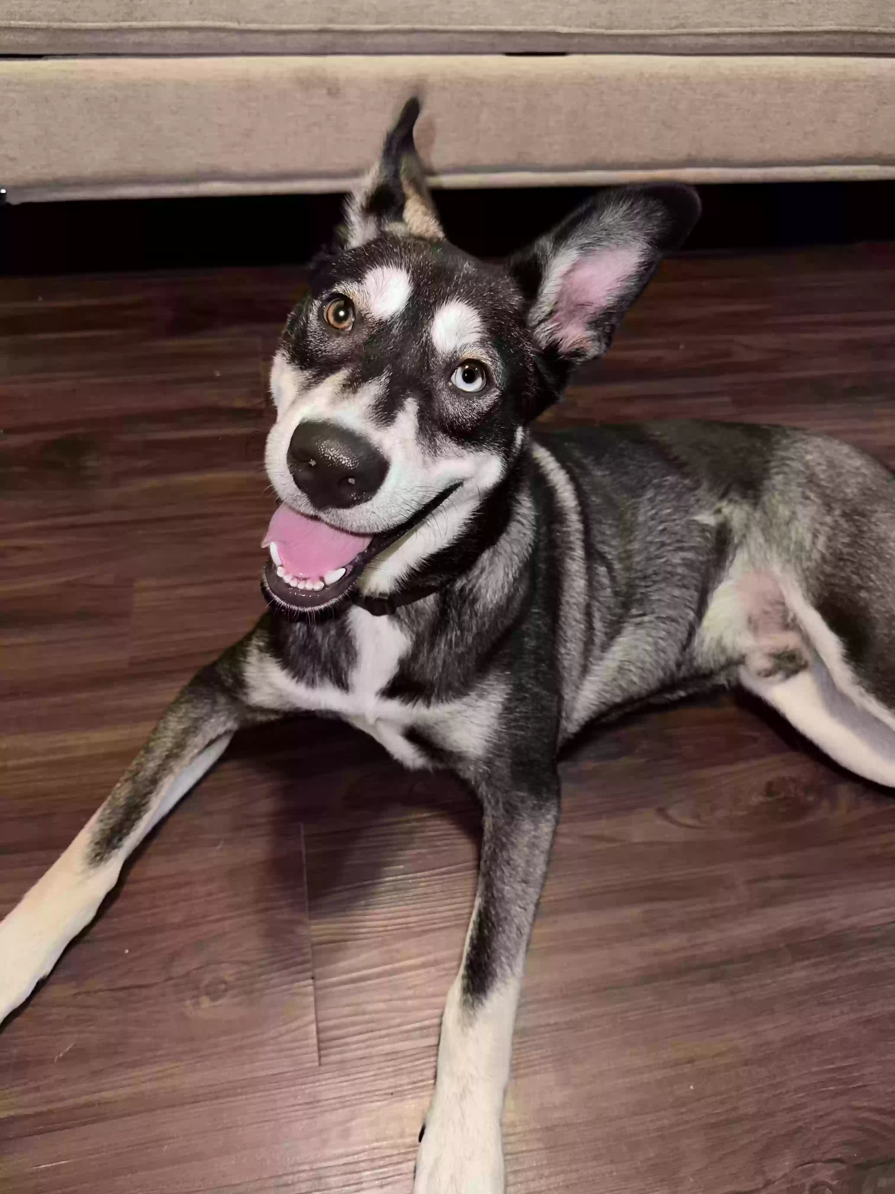 Lost dog in San Antonio, TX, 78240