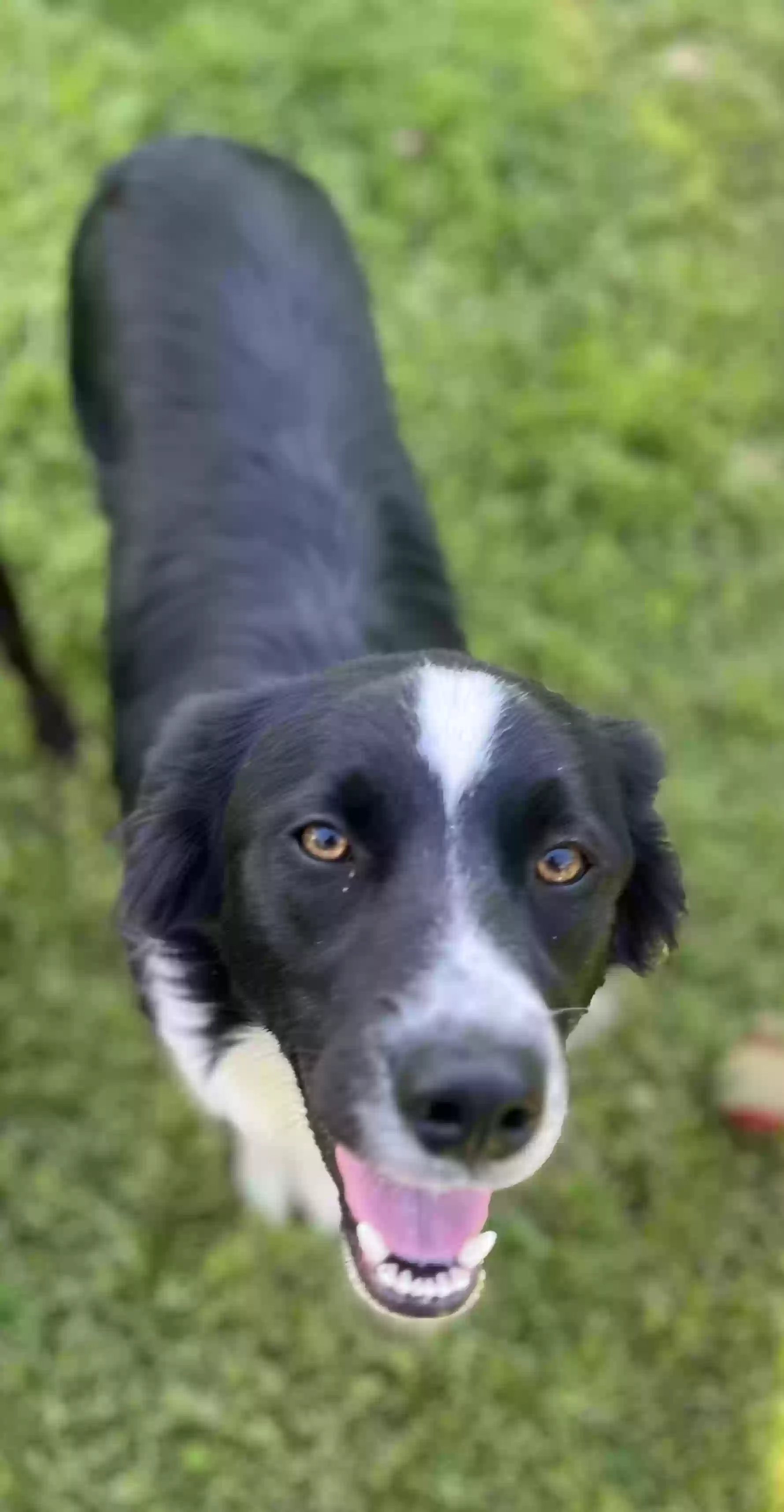 Lost dog in Bakersfield, CA, 93306