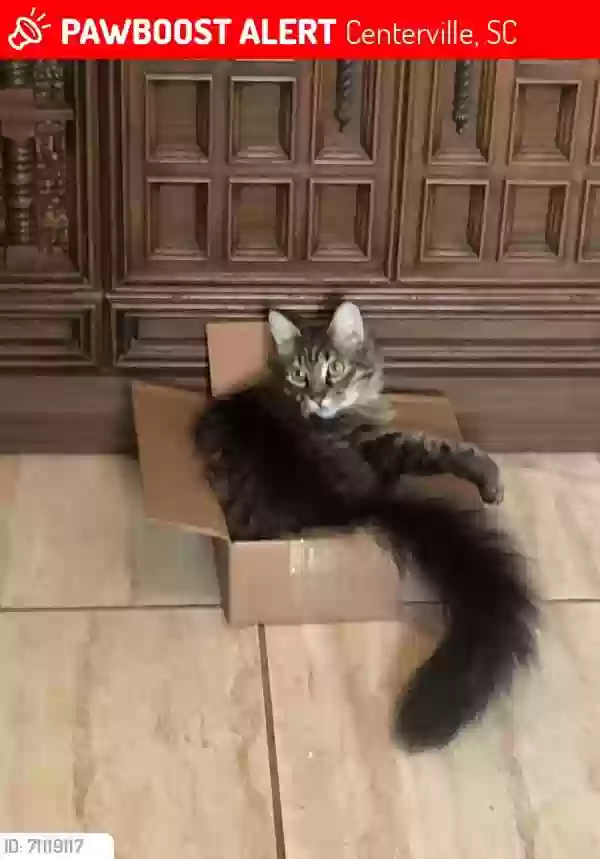 Lost cat in Anderson, SC, 29625