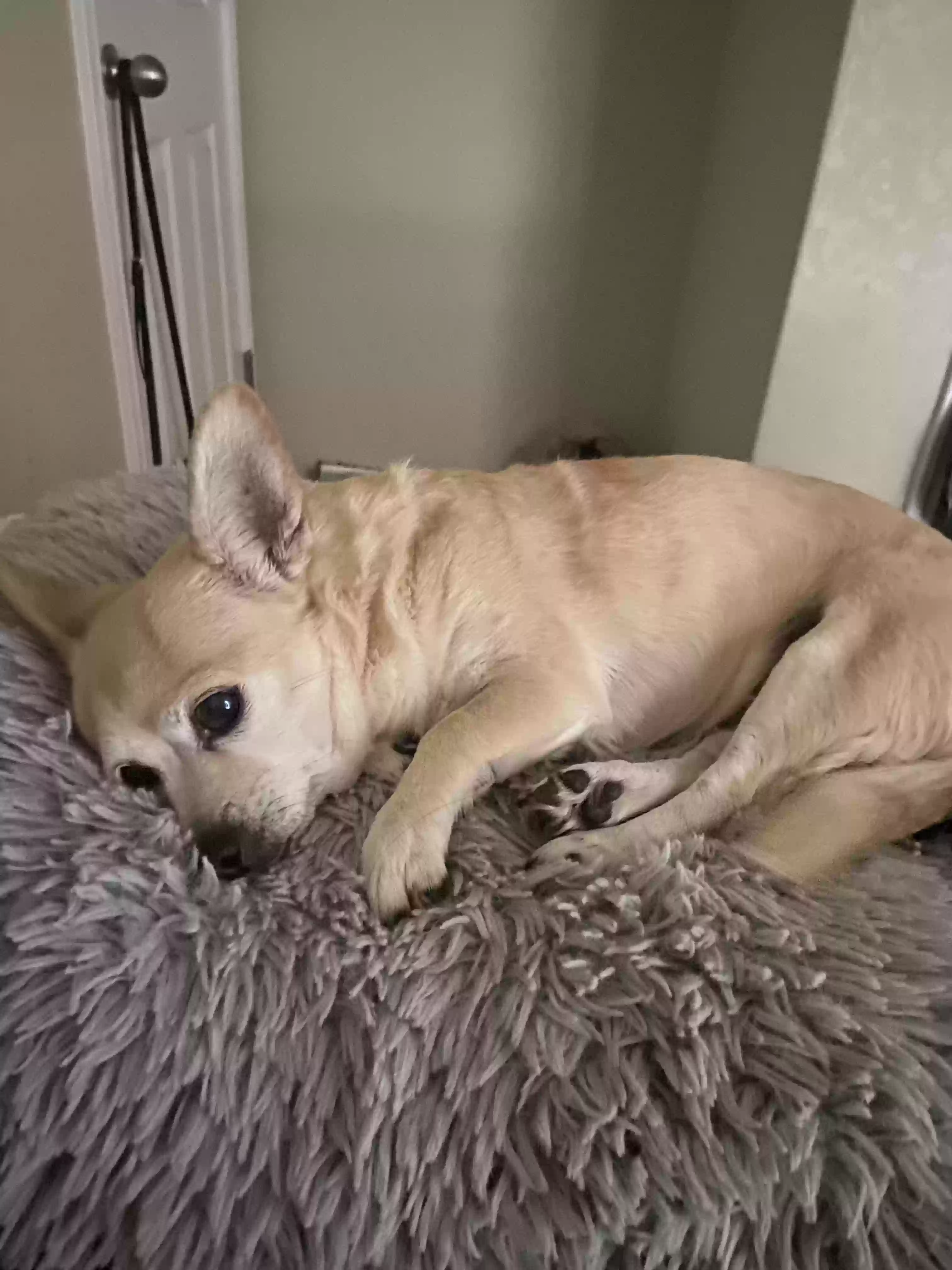 Lost dog in San Antonio, TX, 78253