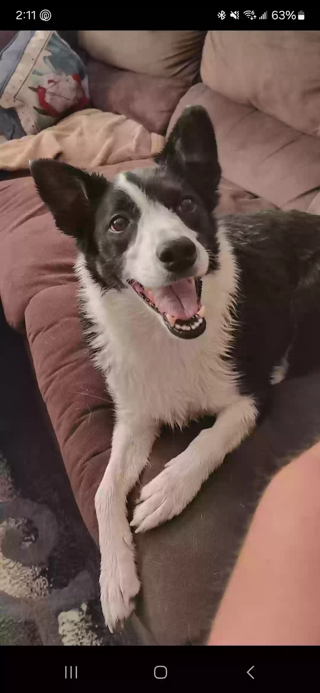 Lost dog in Nampa, ID, 83686