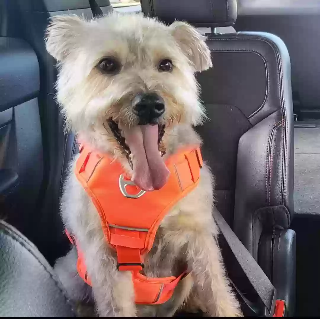 Lost dog in Houston, TX, 77070