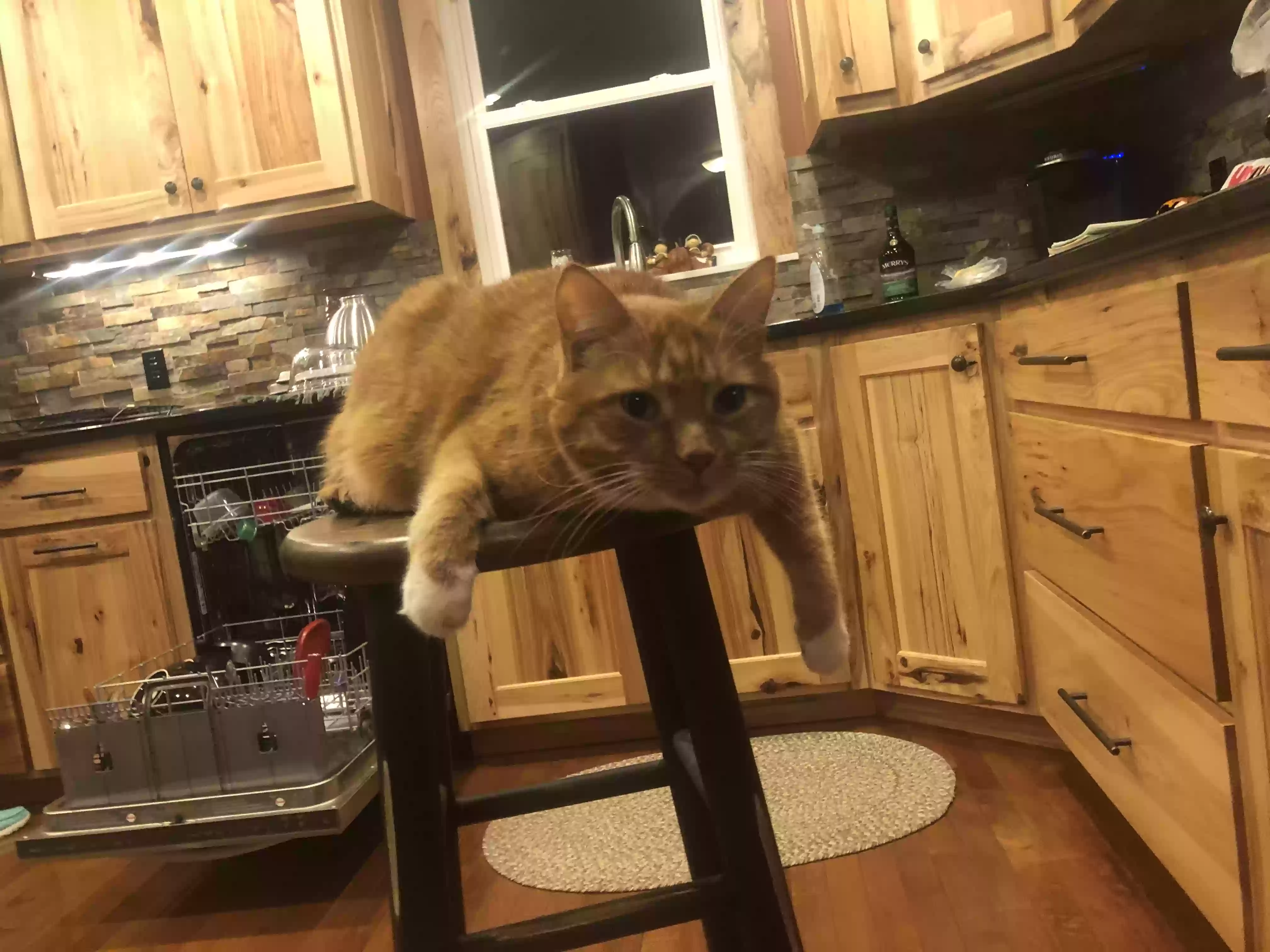 Lost cat in Elk River, MN, 55330