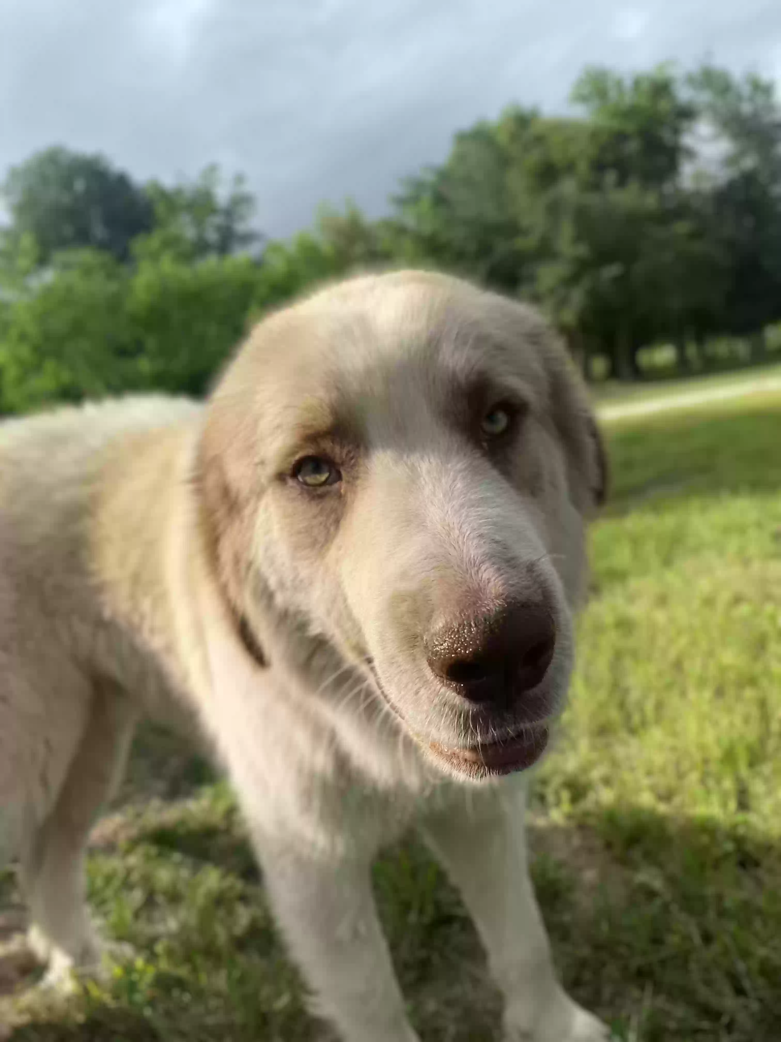 Lost dog in Lockhart, TX, 78644
