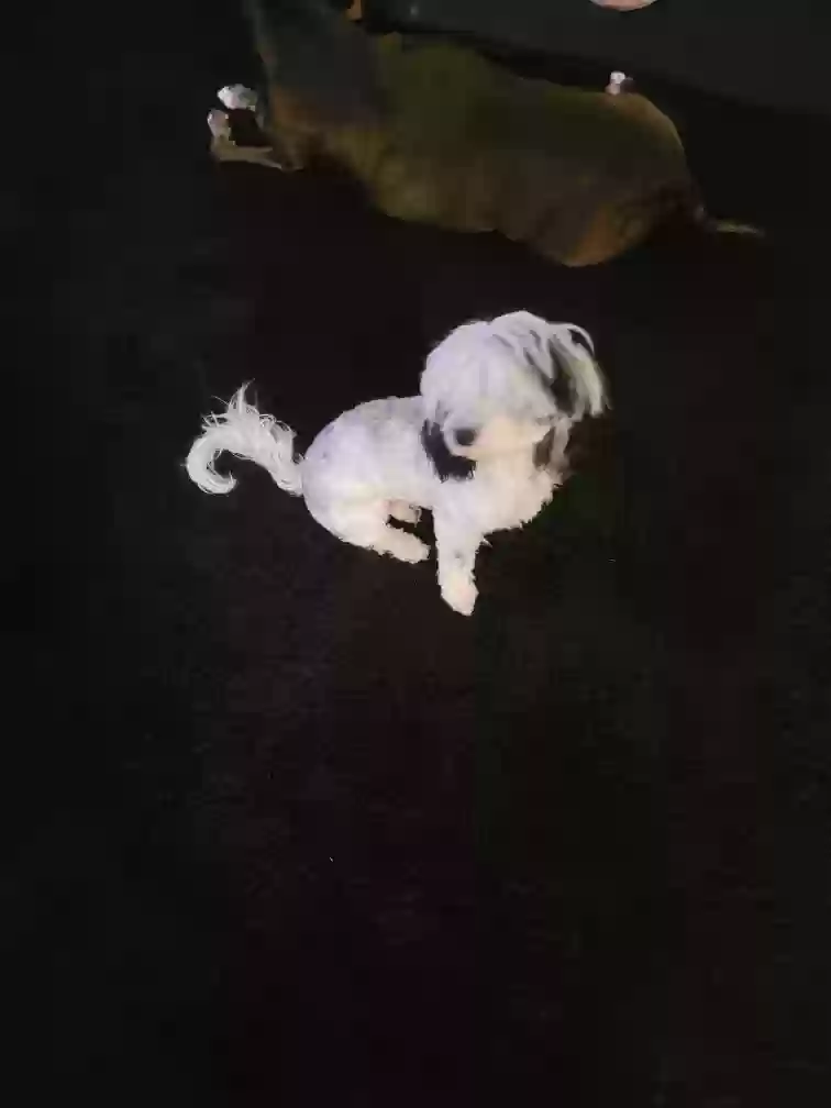 Lost dog in Southaven, MS, 38671