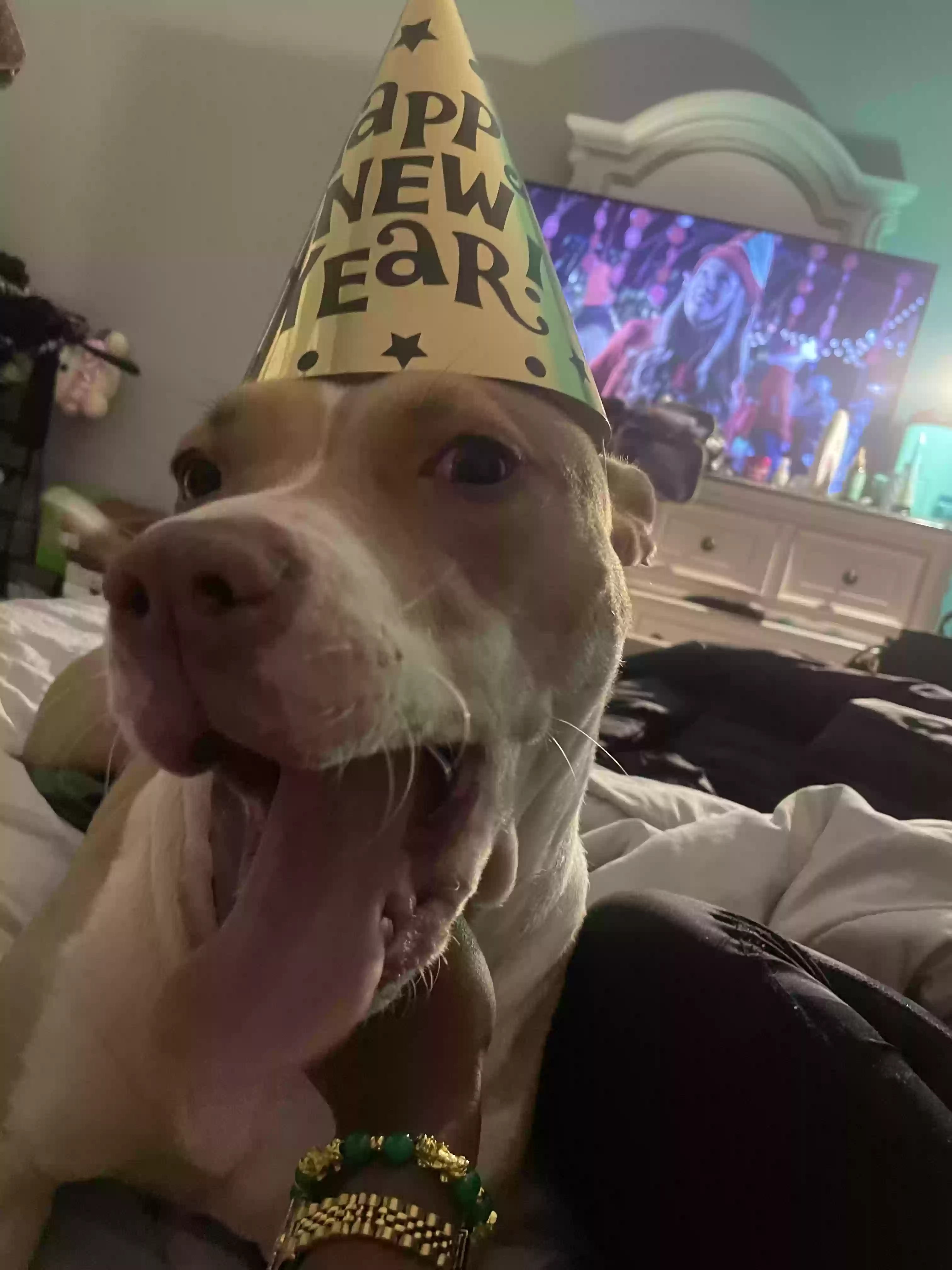 Lost dog in Baltimore, MD, 21213