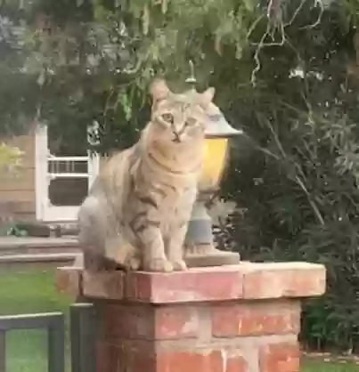 Lost cat in Canyon Country, CA, 91387
