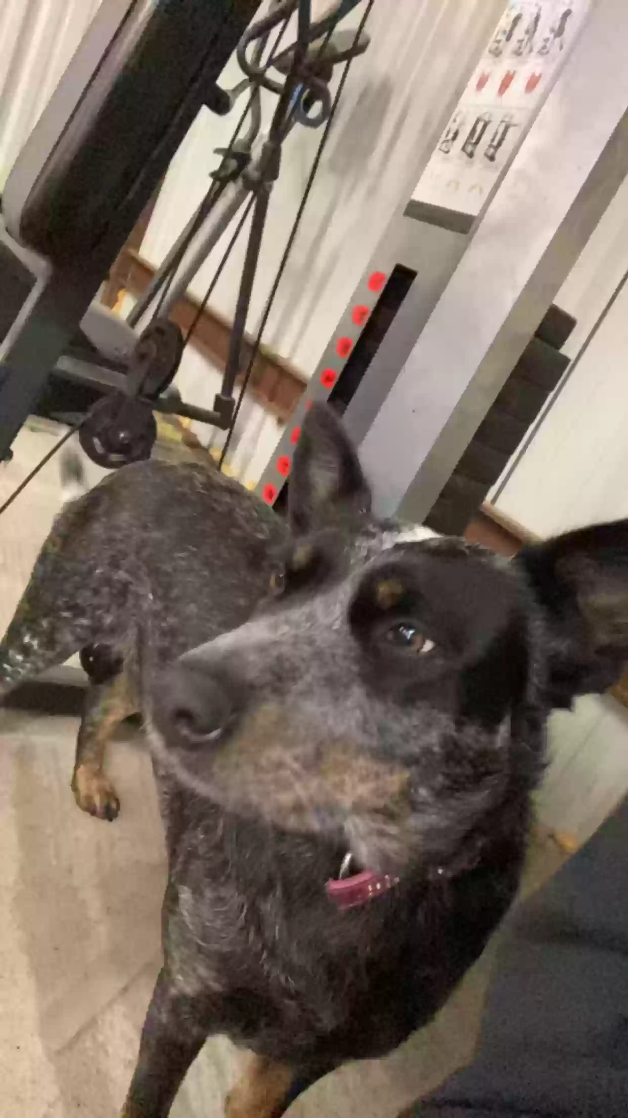 Lost dog in Plano, TX, 75074
