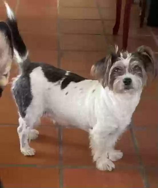 Lost dog in Edinburg, TX, 78539