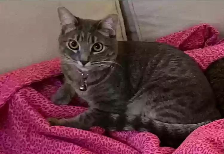 Lost cat in Las Vegas, NV, 89139