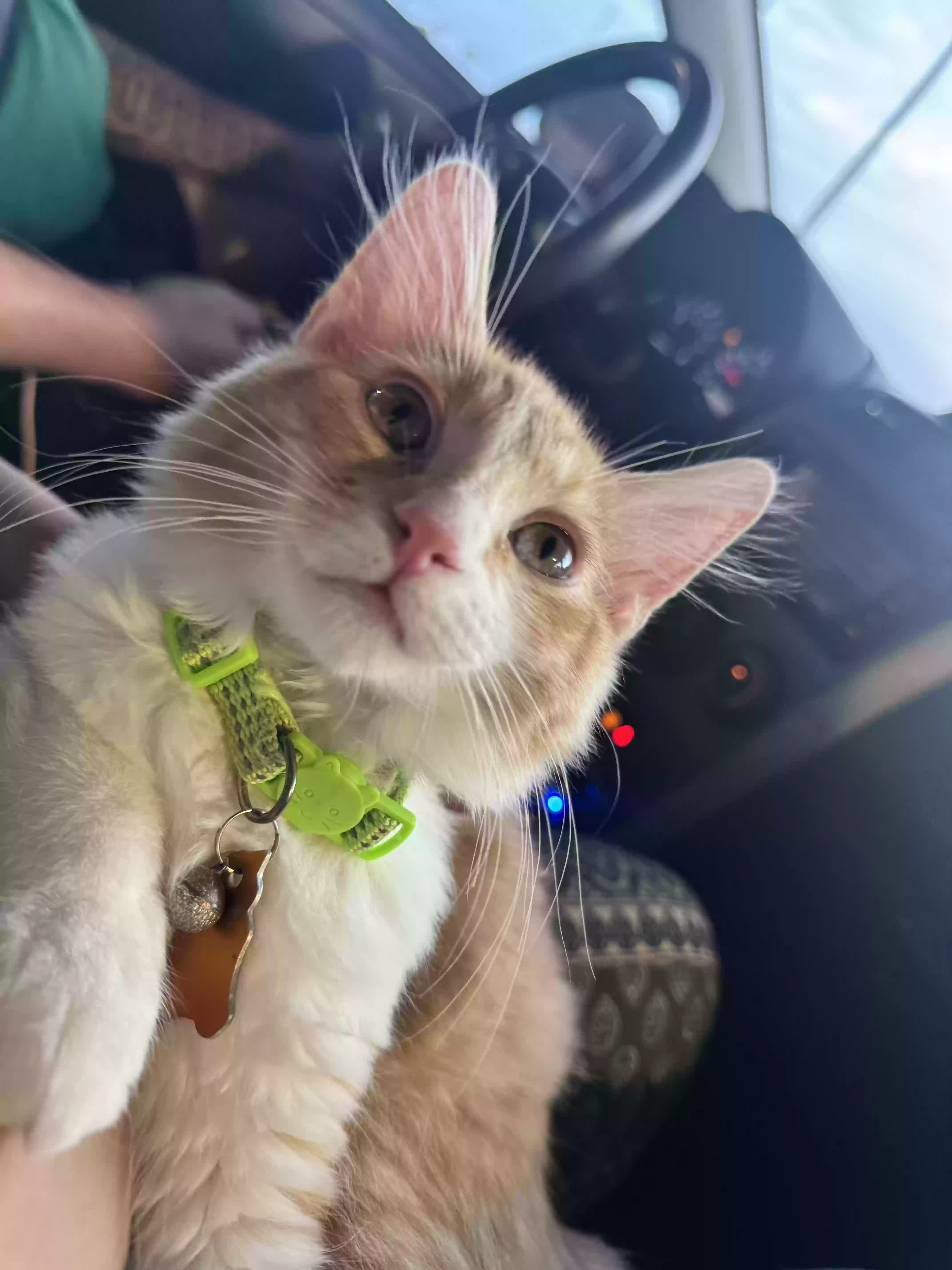 Lost cat in Las Vegas, NV, 89122