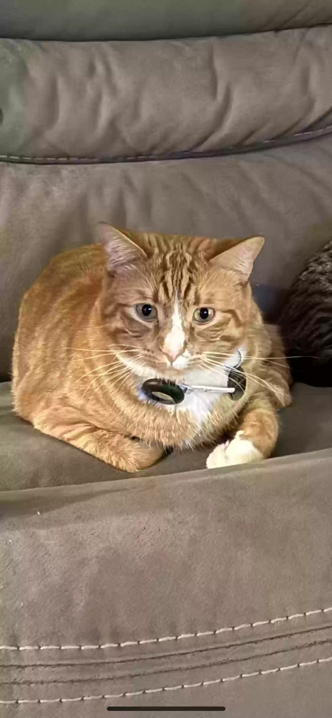 Lost cat in Albuquerque, NM, 87121