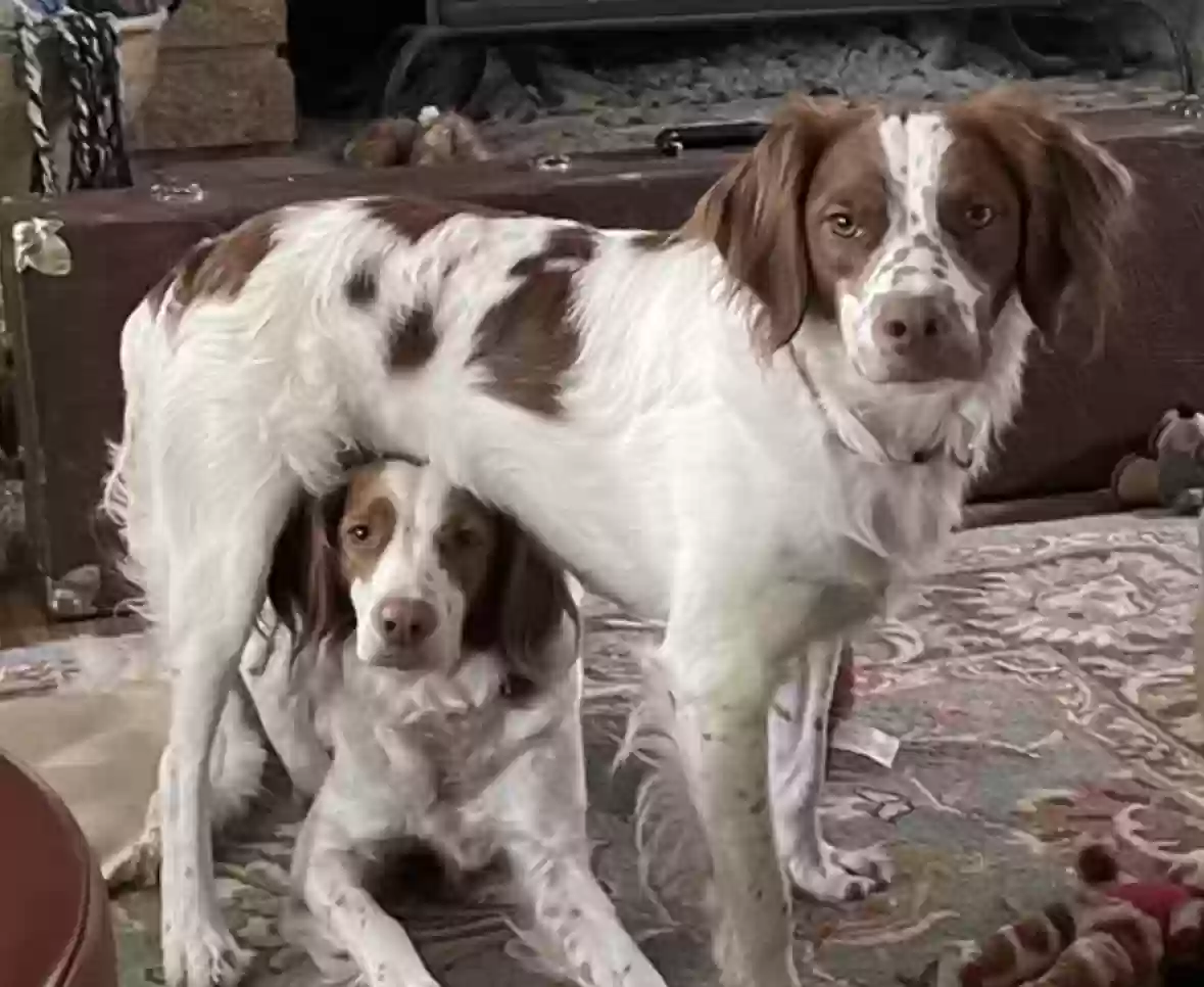Lost dog in Tallahassee, FL, 32310