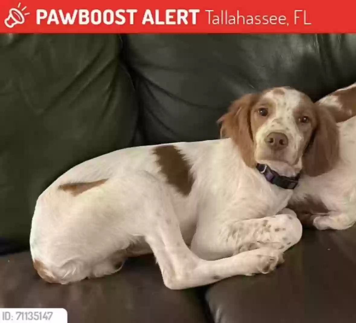 Lost dog in Tallahassee, FL, 32310