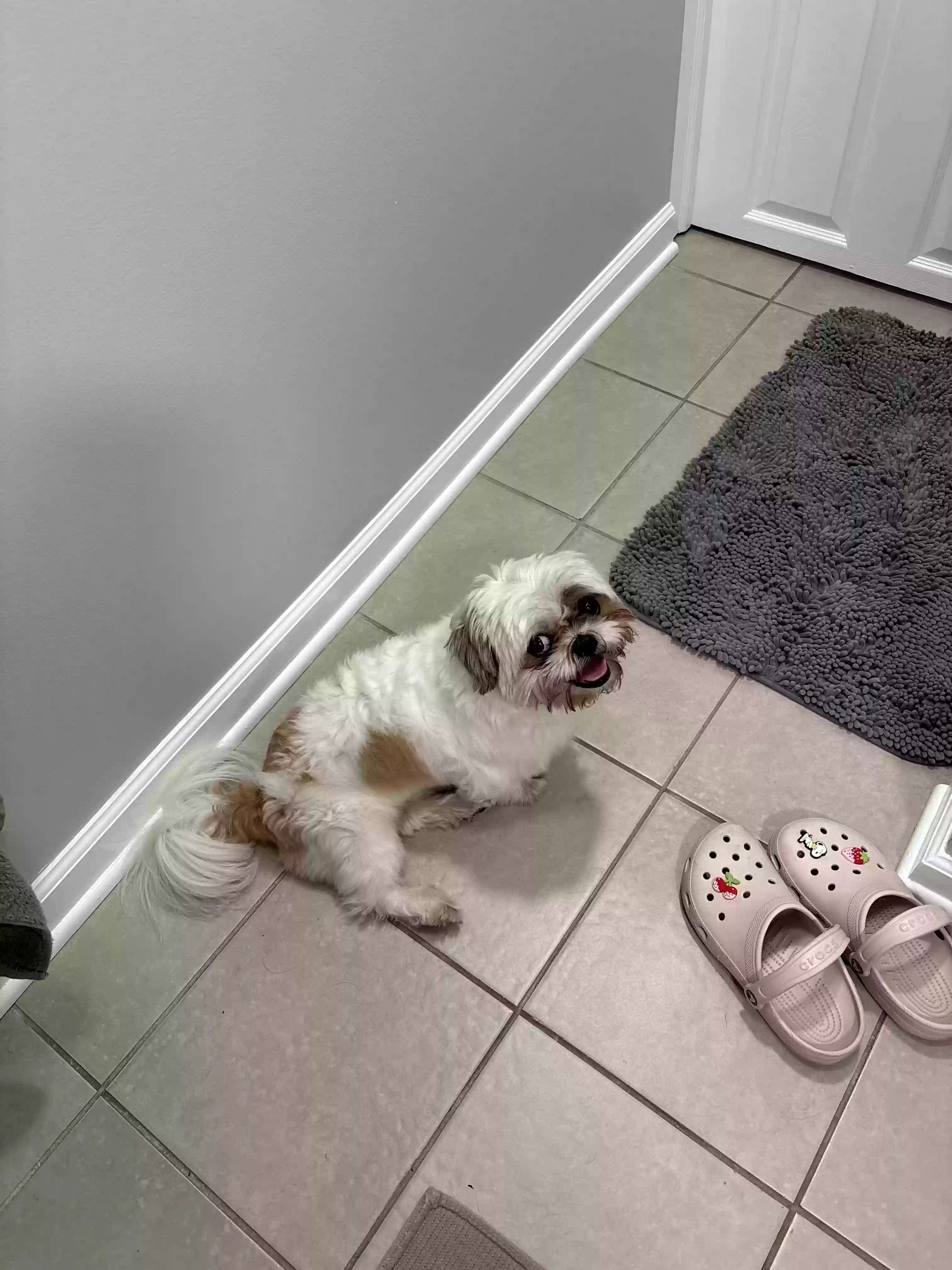 Lost dog in Chicago, IL, 60623
