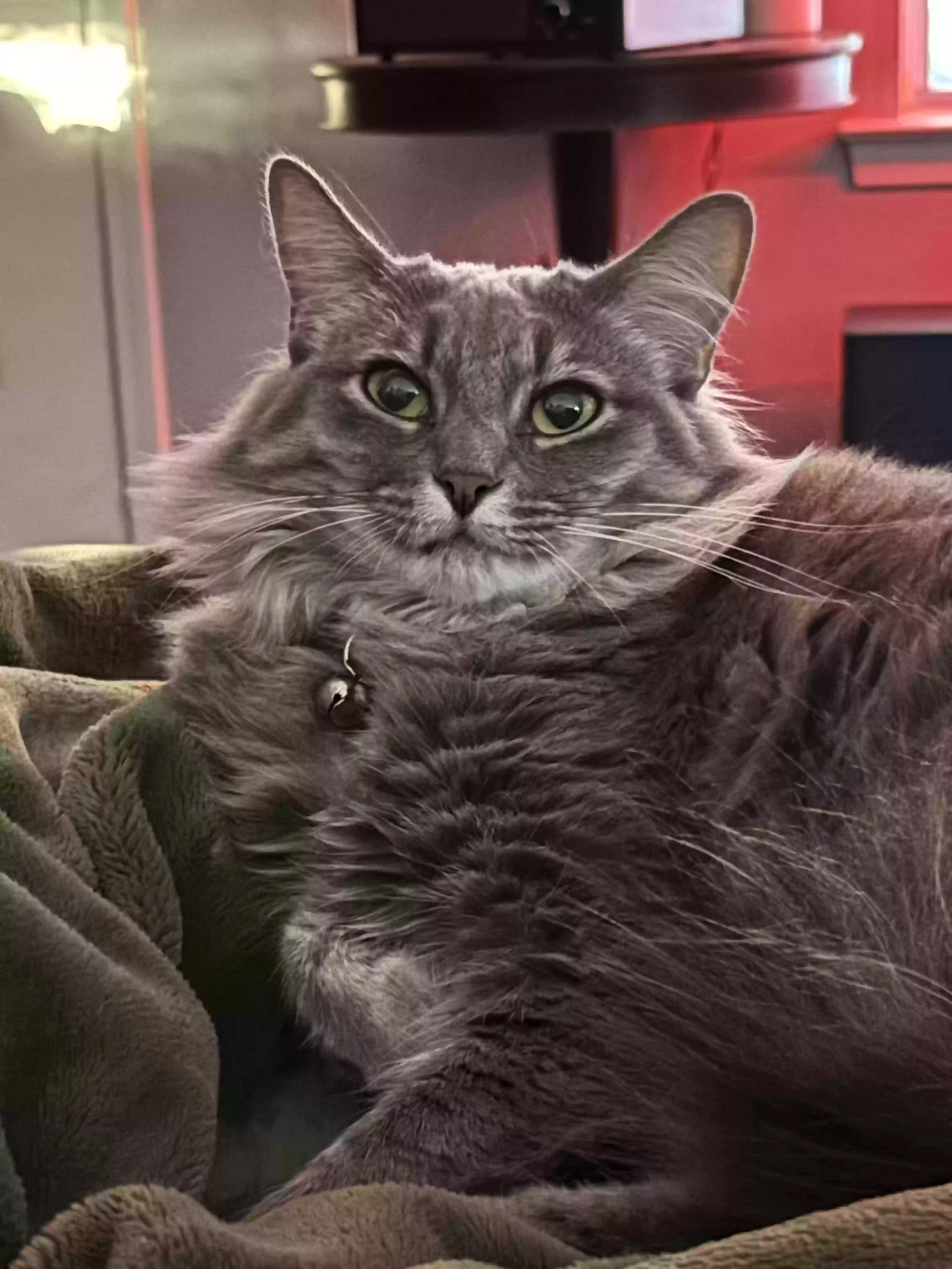 Lost cat in Dallas, GA, 30157