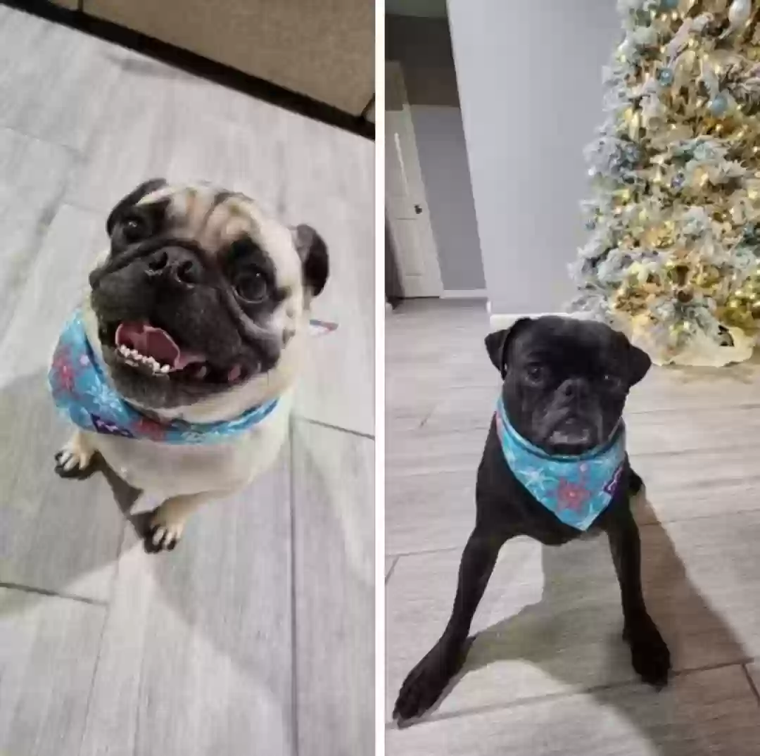 Lost dog in Baytown, TX, 77520