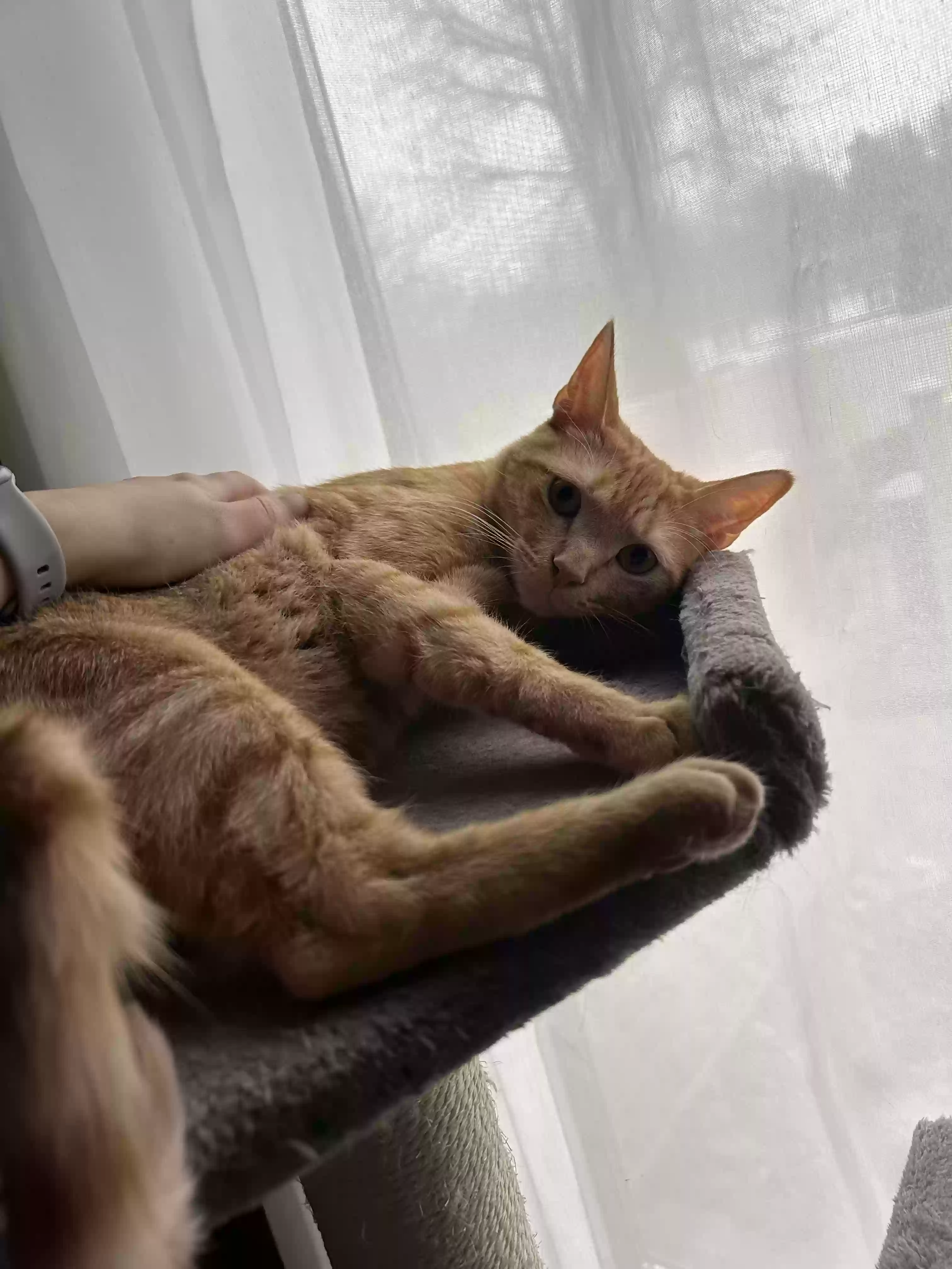 Lost cat in Huntingdon Valley, PA, 19006