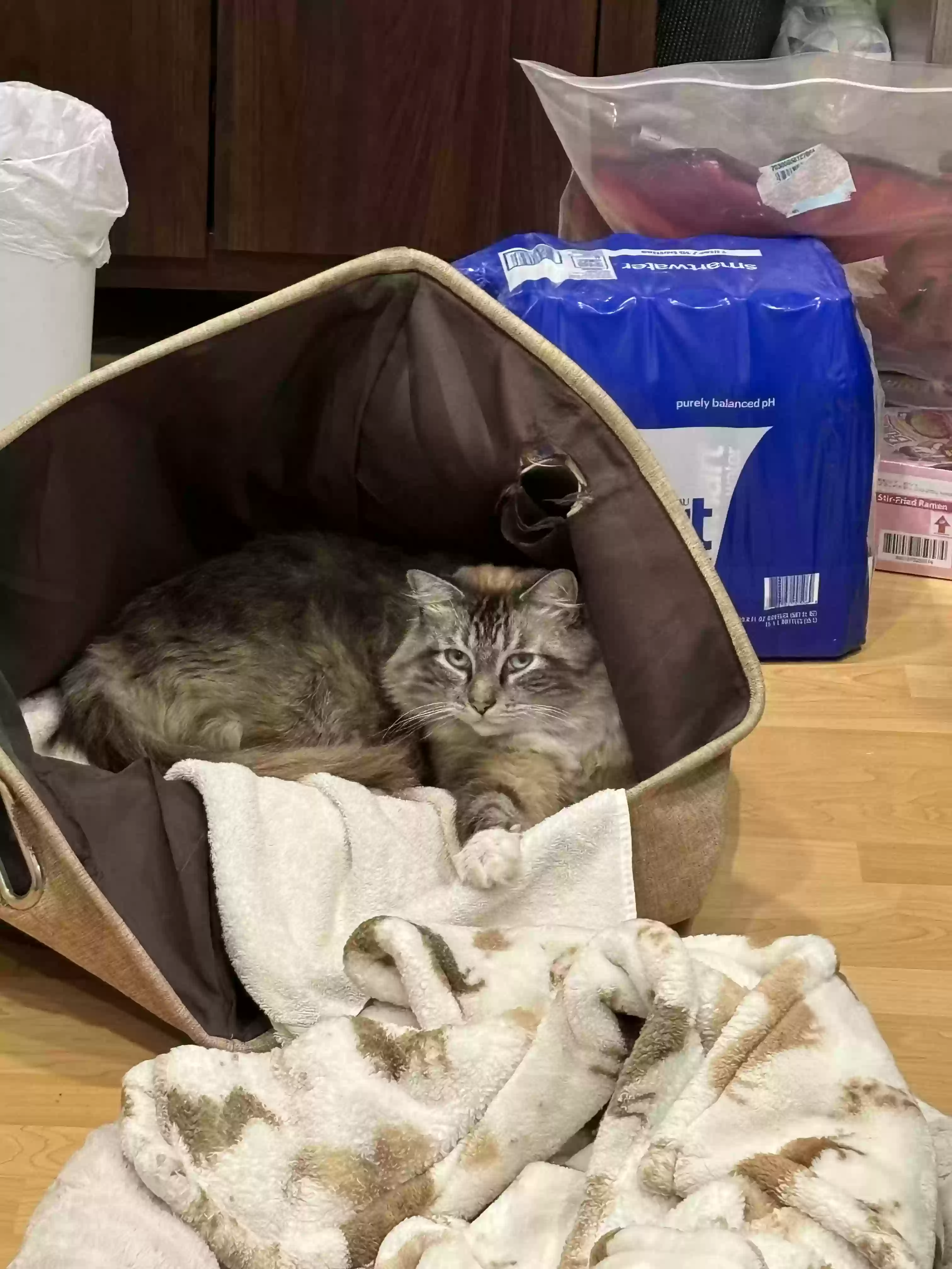 Lost cat in Garden Grove, CA, 92840