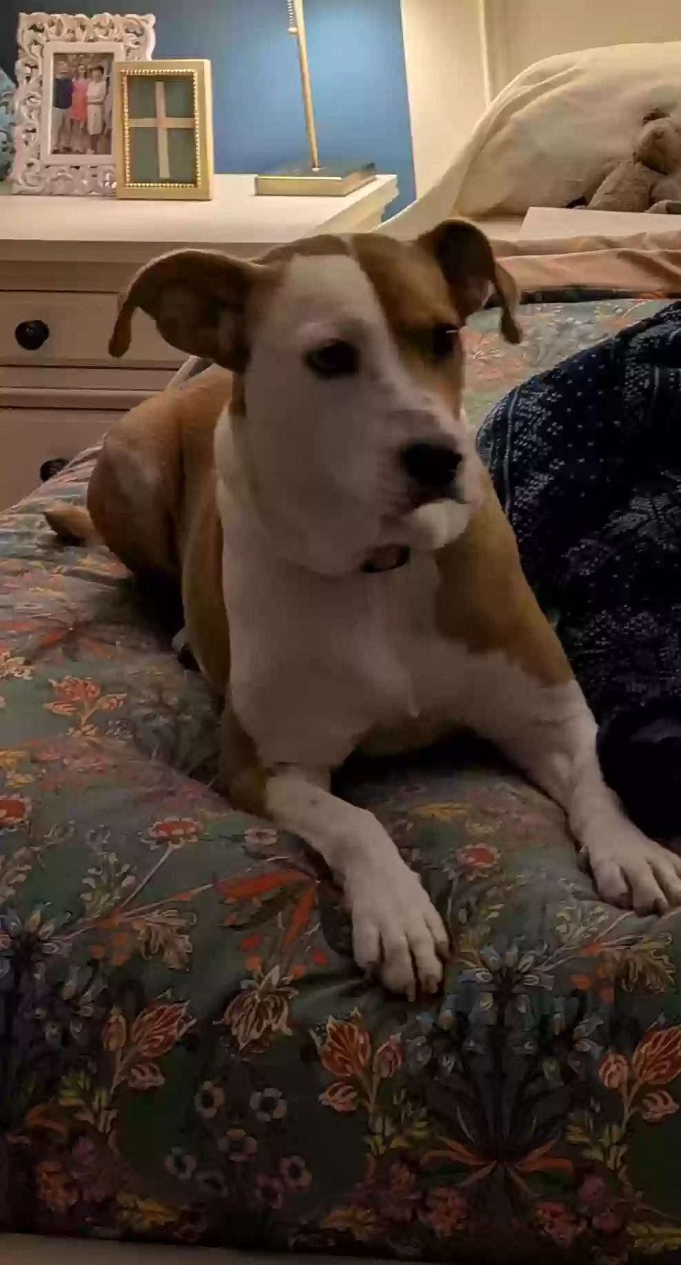 Lost dog in Raleigh, NC, 27609