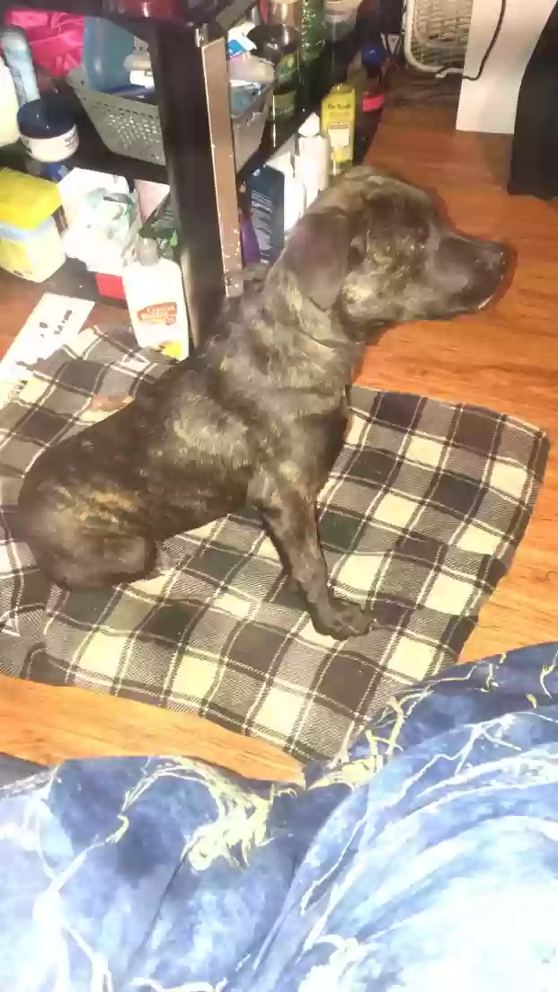 Lost dog in Fayetteville, NC, 28303