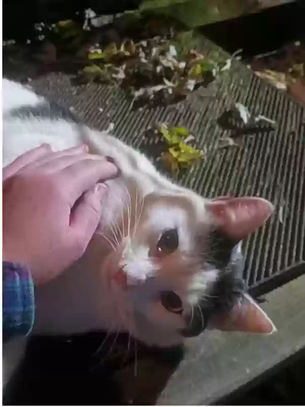 Lost cat in Cincinnatus, NY, 13040