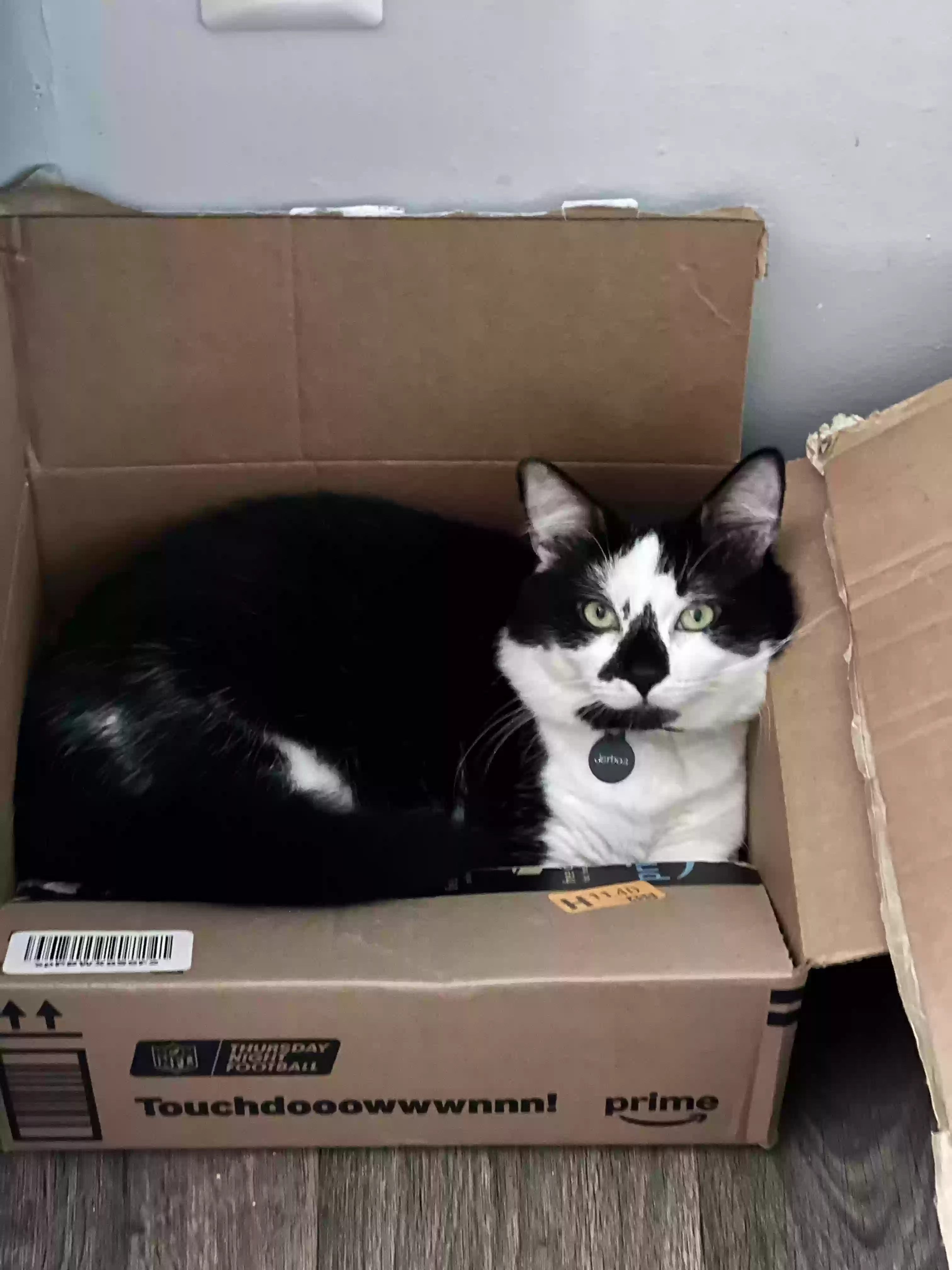 Lost cat in Gastonia, NC, 28052