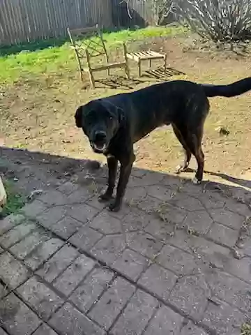 Lost dog in Belton, TX, 76513