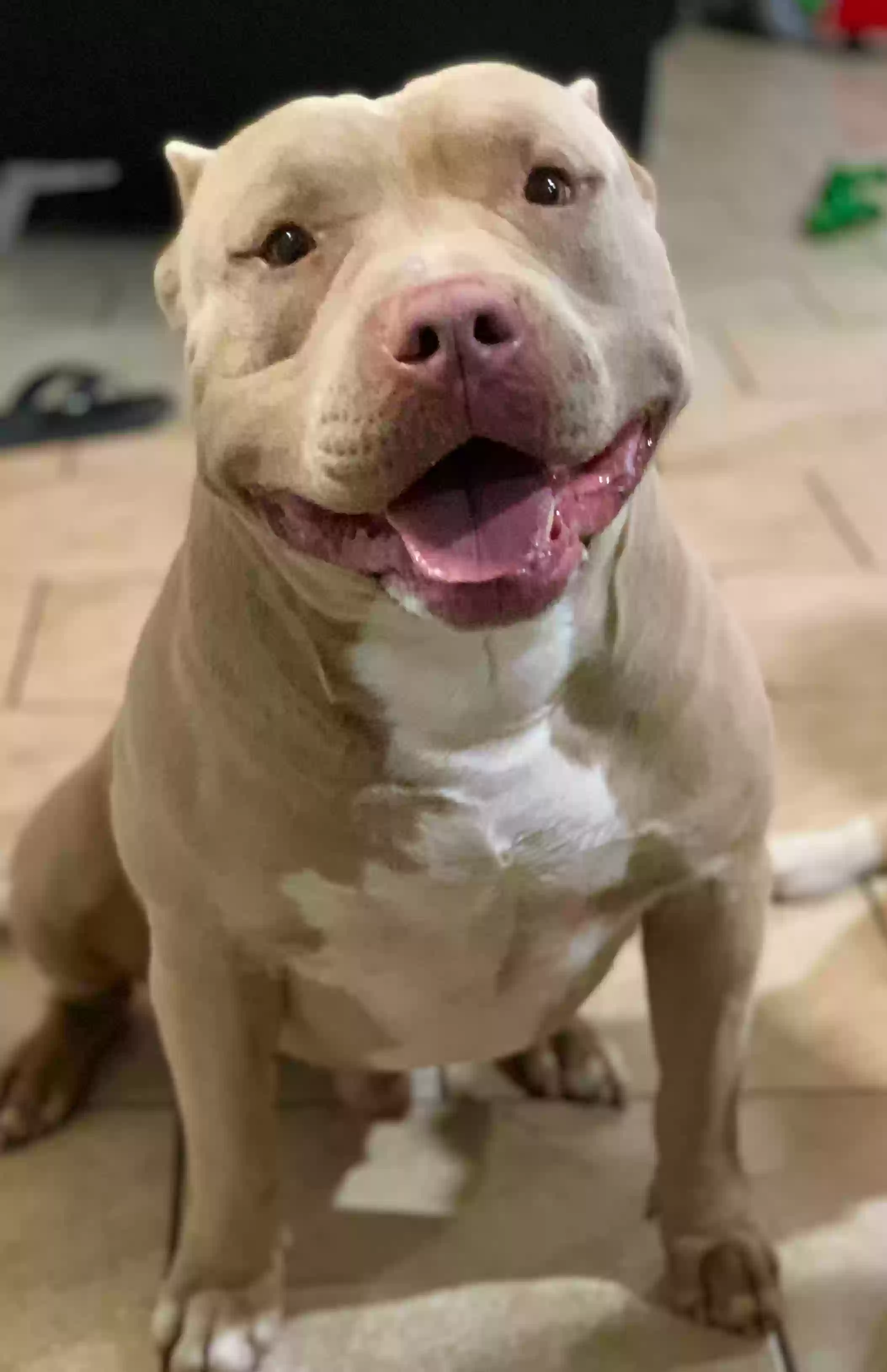 Lost dog in Helotes, TX, 78023