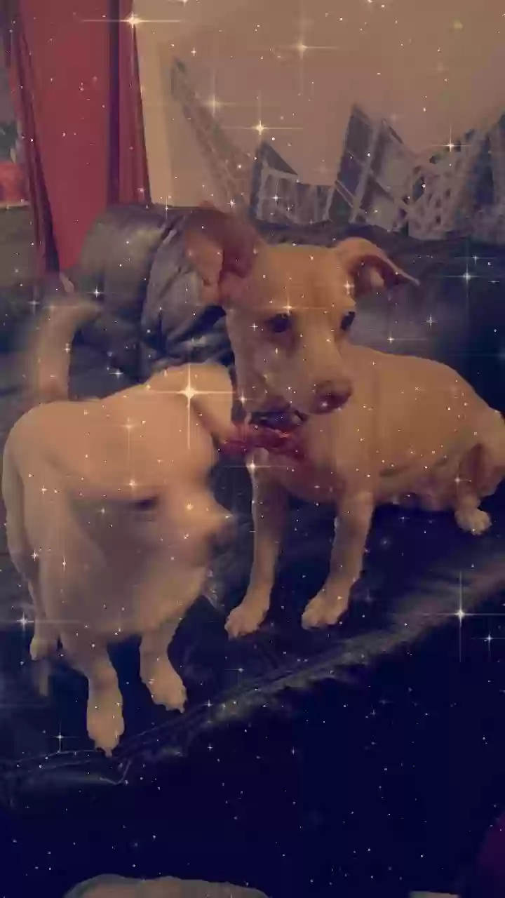 Lost dog in Portland, OR, 97266