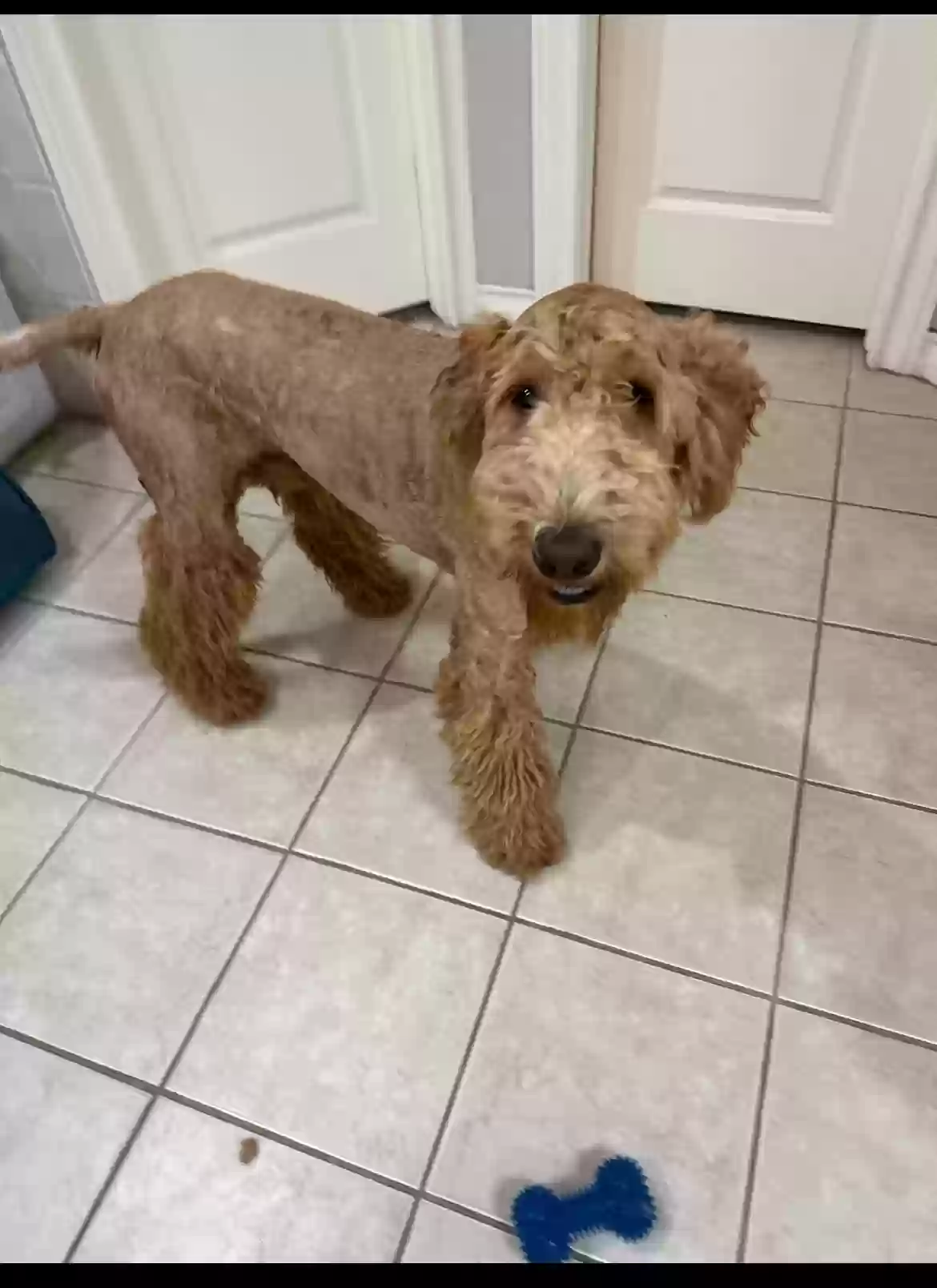 Lost dog in Helotes, TX, 78023
